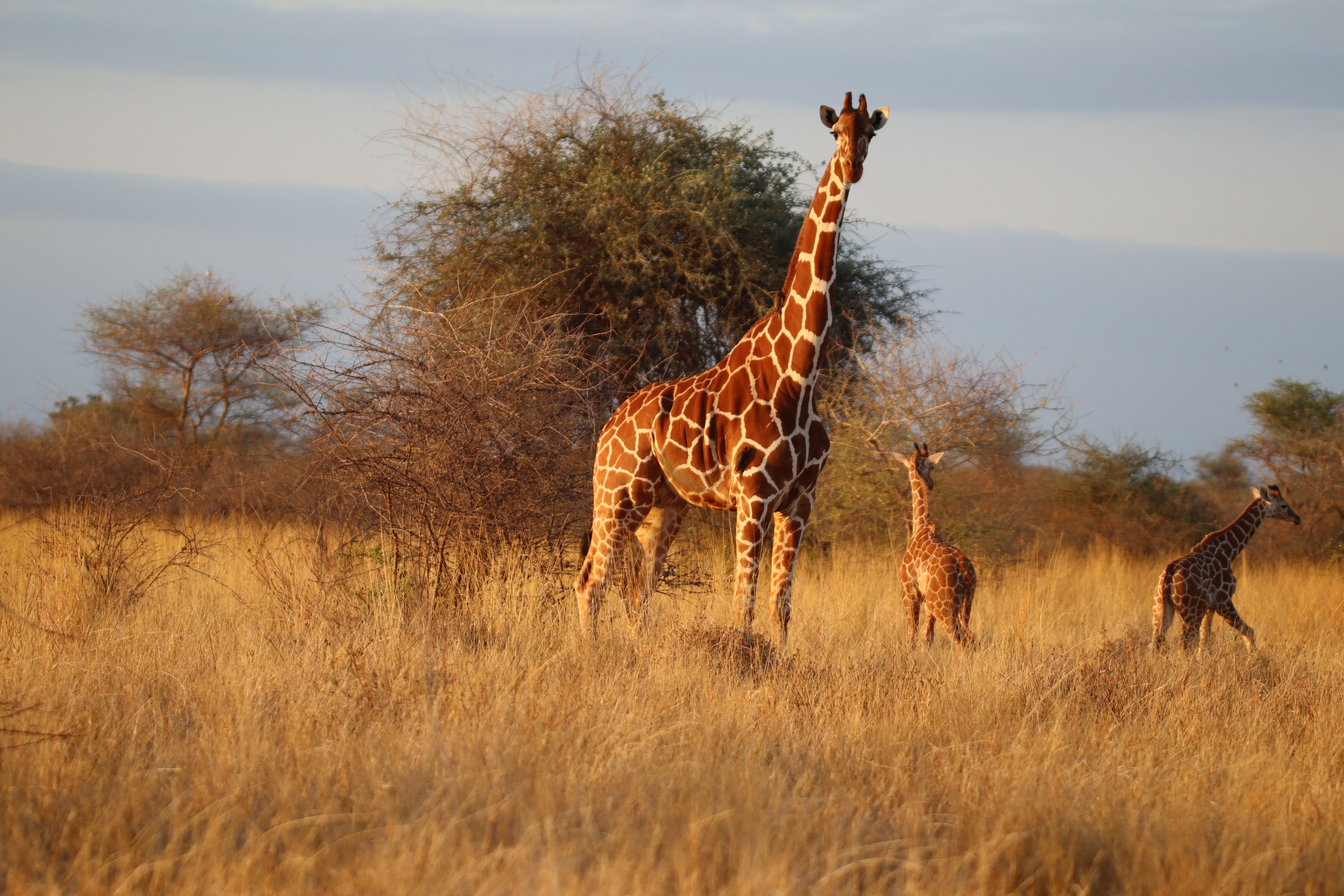 Twin births are rare (Born Free/PA)