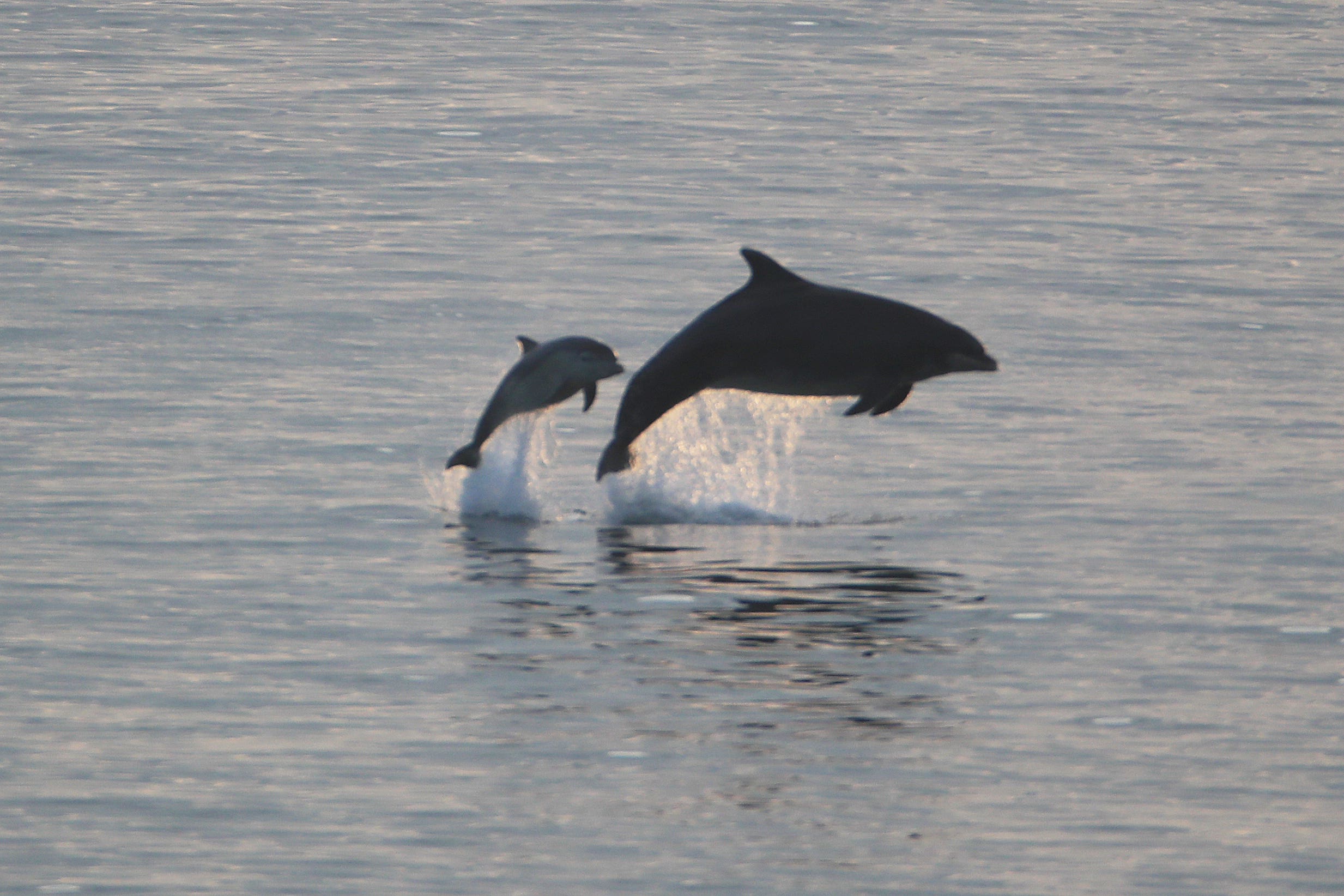 Stranded dolphins’ brains show common signs of Alzheimer’s disease – study (Owen Humphreys/PA)