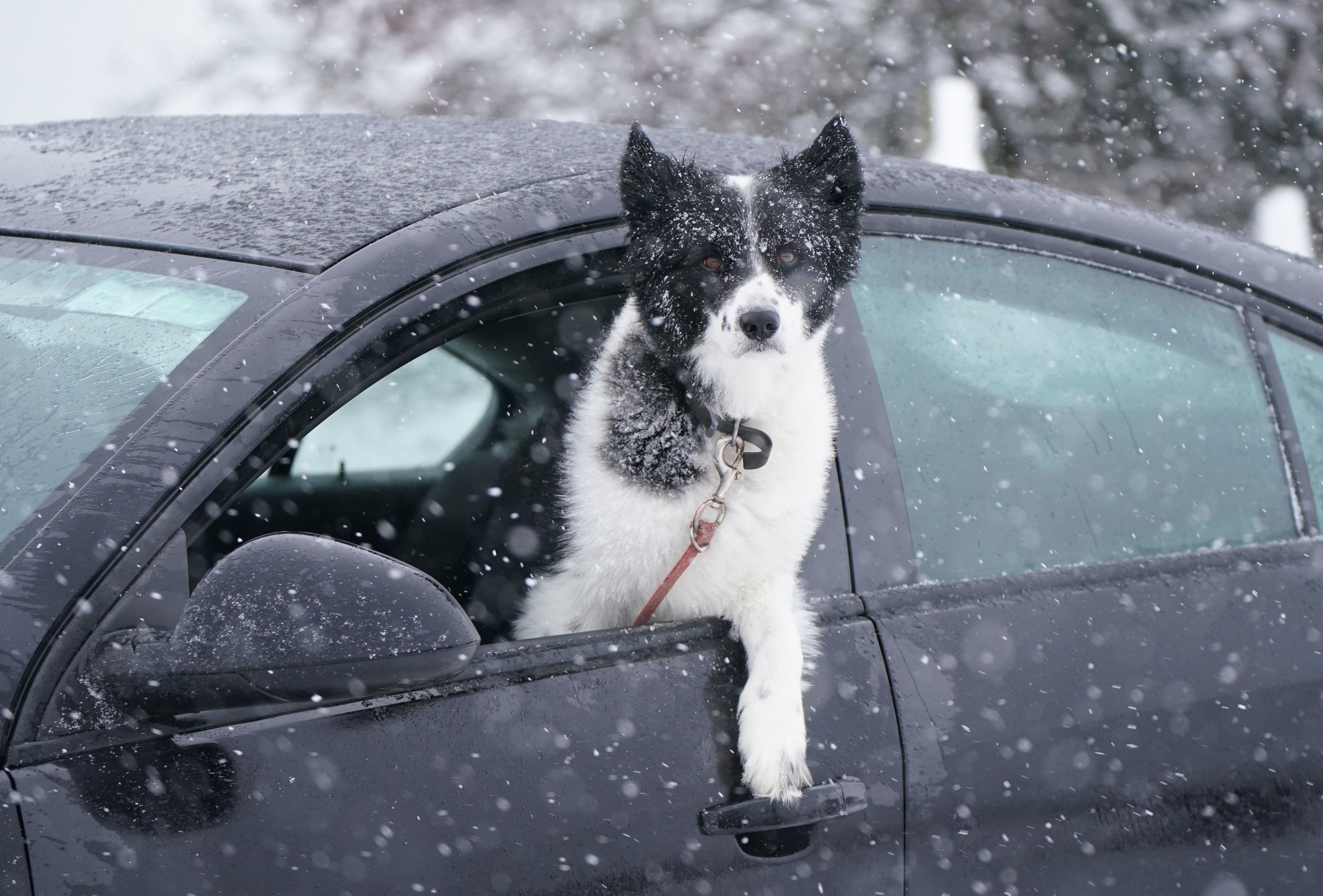 A dog looks out of a car window at the wintry conditions in Killeshin, Co. Laois, Ireland