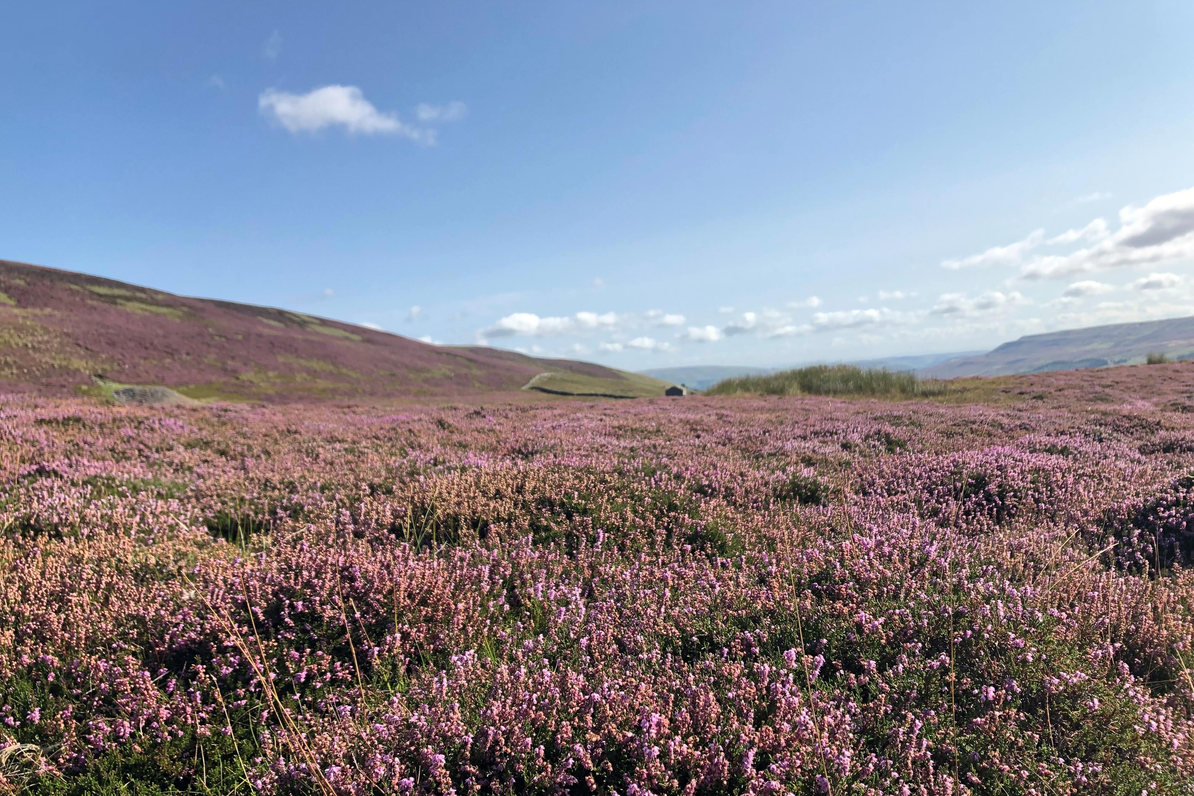 Land managers used controlled burning to stimulate heather growth (Emily Beament/PA)