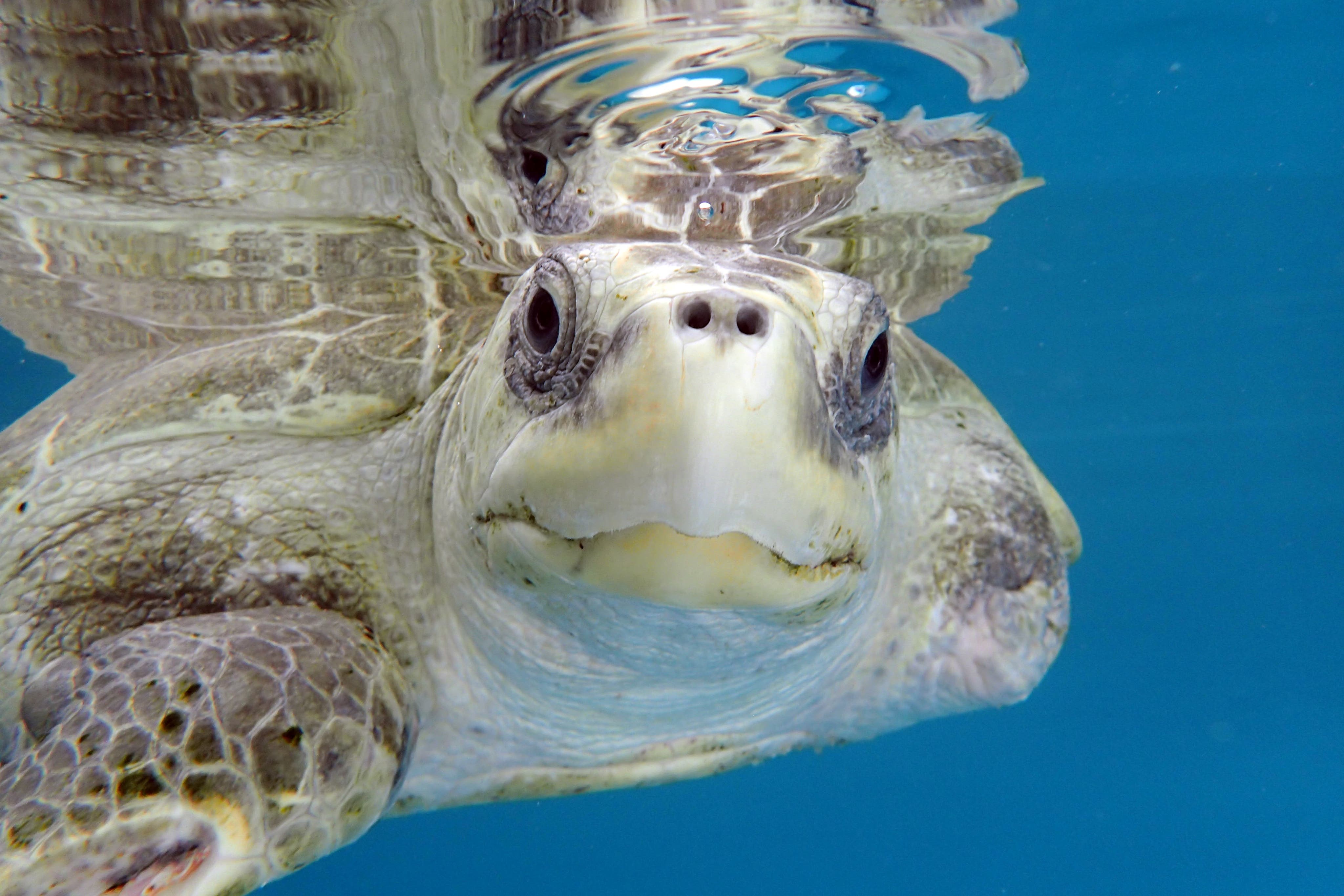 Rescued turtle who wouldn’t have survived in the wild arrives at new UK home (Oliver Ridley Project/PA)