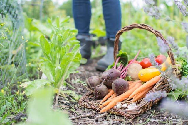 <p>Allotments are good for mental and spiritual wellbeing, as well as producing goods</p>