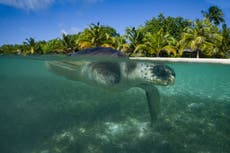 Turtles are in a race against time to beat climate change, study suggests