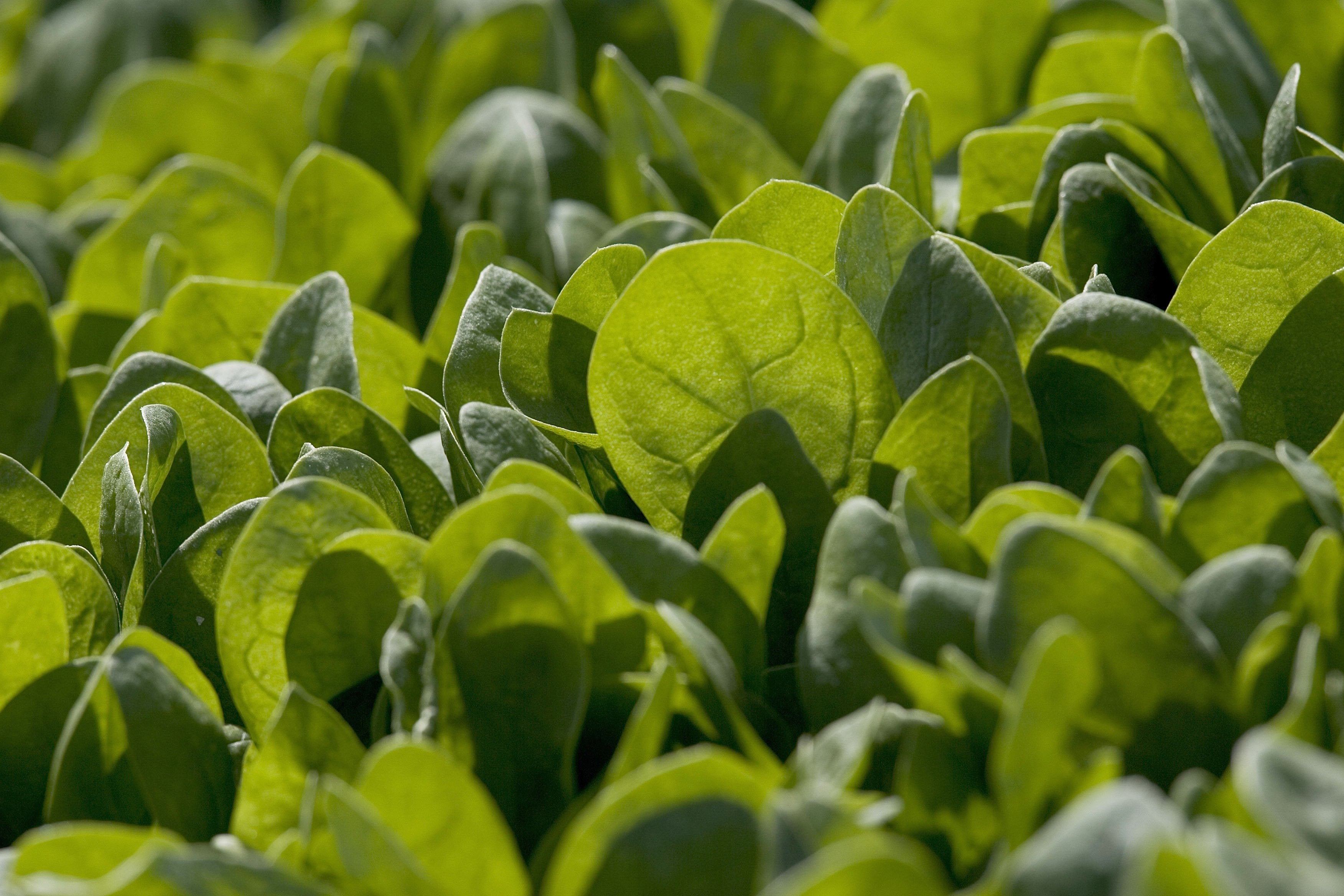 Thornapple is a ‘vigorous growing plant’ which can poison people and animals, officials said