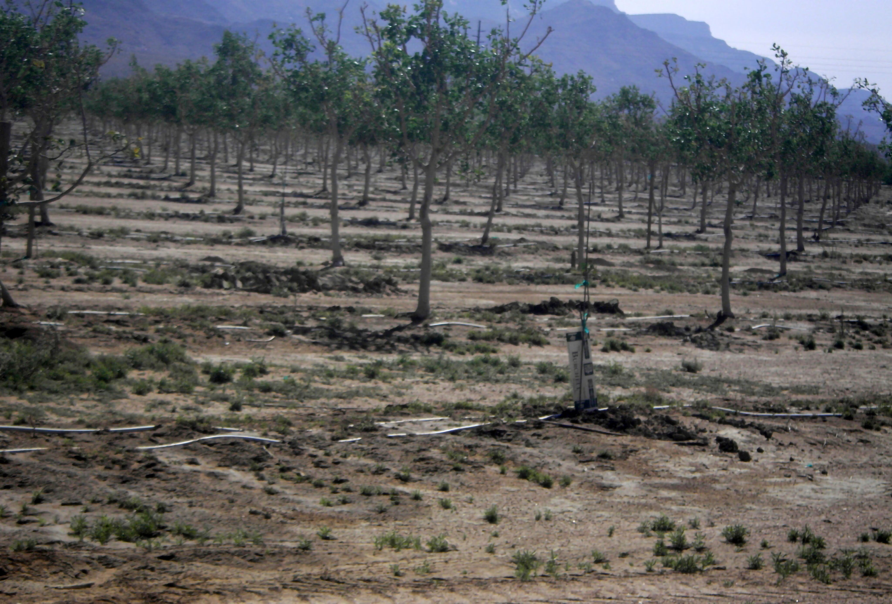 Groundwater Arizona Farms