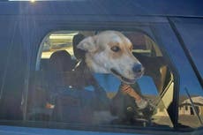 A family’s dog went missing a year ago. Now he’s been found 1,600 miles from home