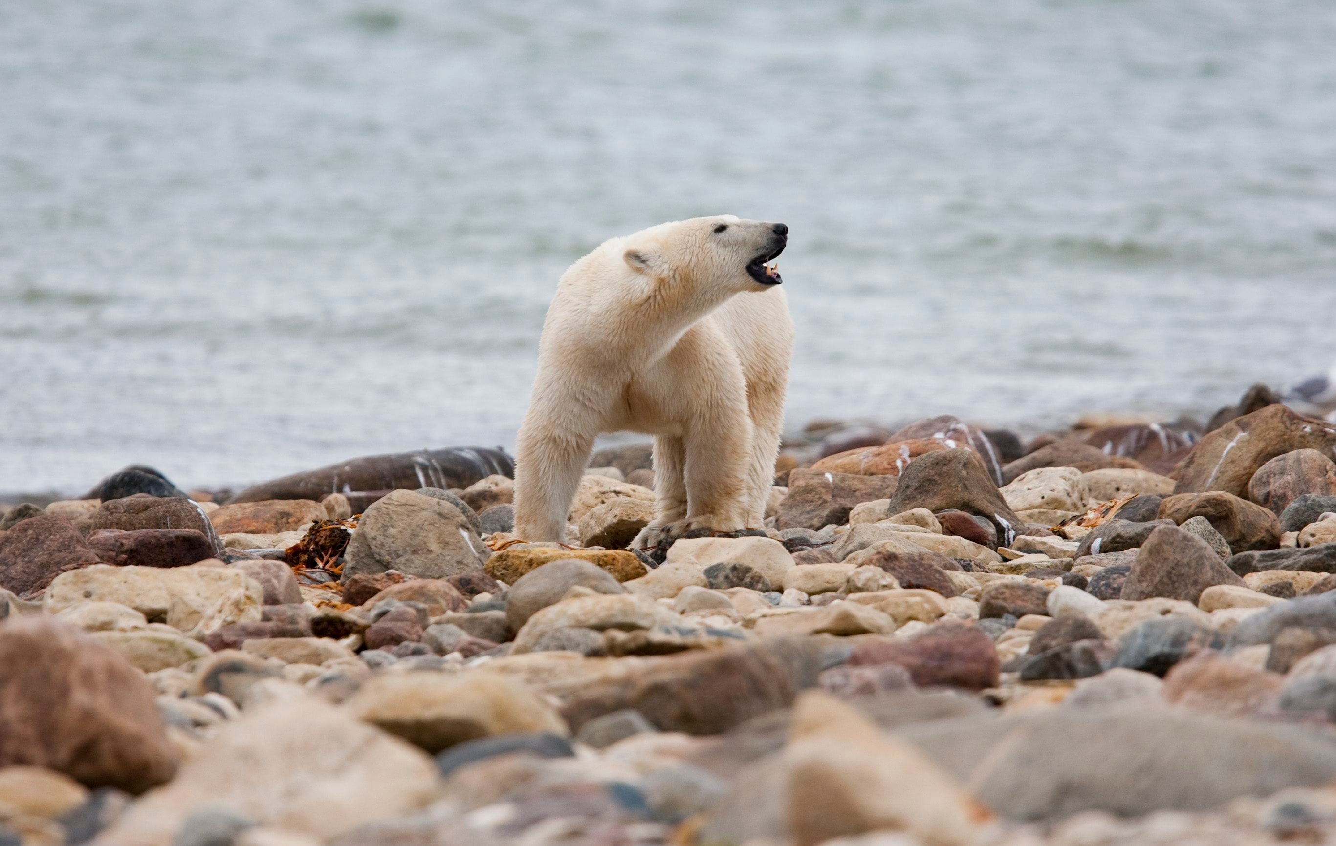 Polar Bear Decline