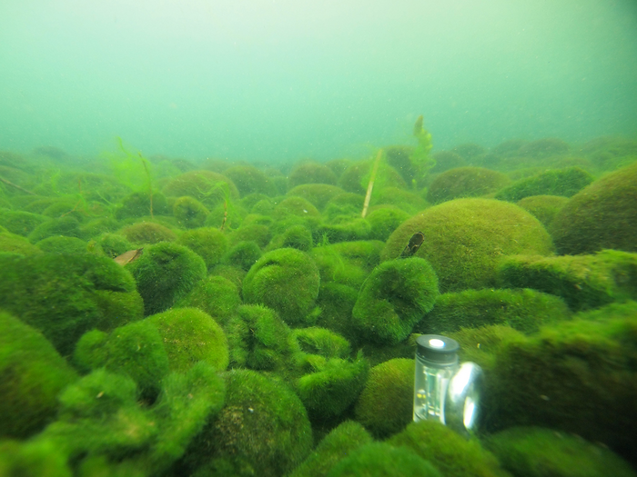 Marimo’s building up at the bottom of a seabed