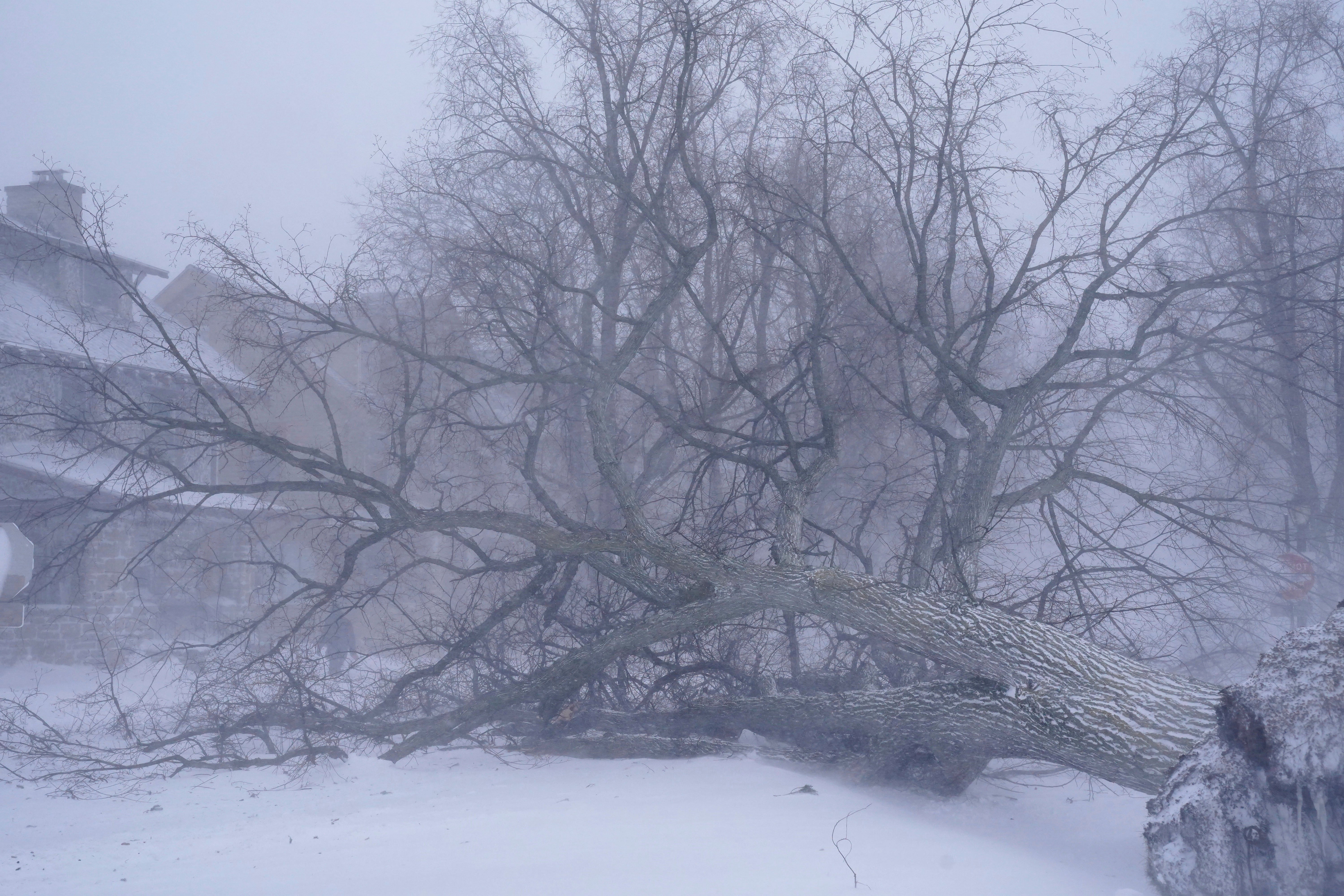 A giant tree lays across the intersection of West Delavan Avenue and Bidwell Parkway in Buffalo, N.Y. on Saturday, Dec. 24, 2022