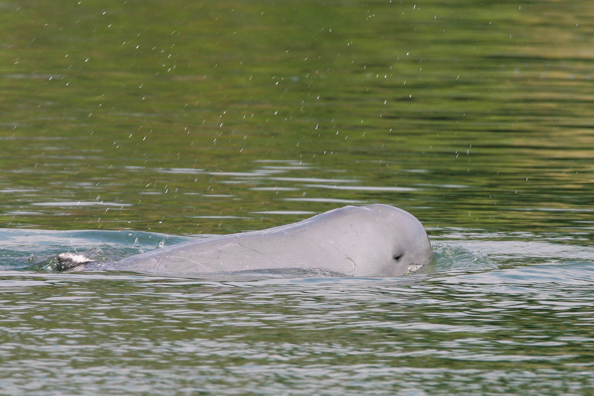 Cambodia Endangered Dolphins