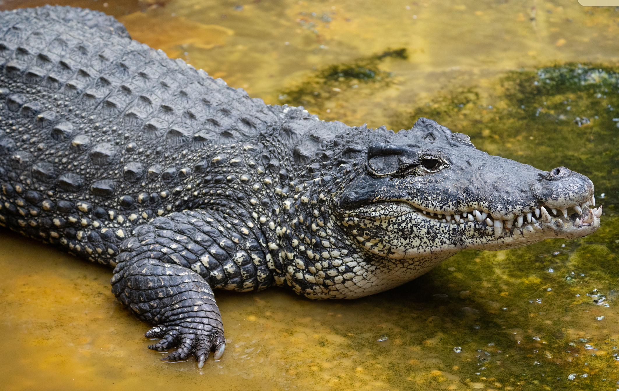 The crocodile hatched in 2012 and was part of a breeding program for the species