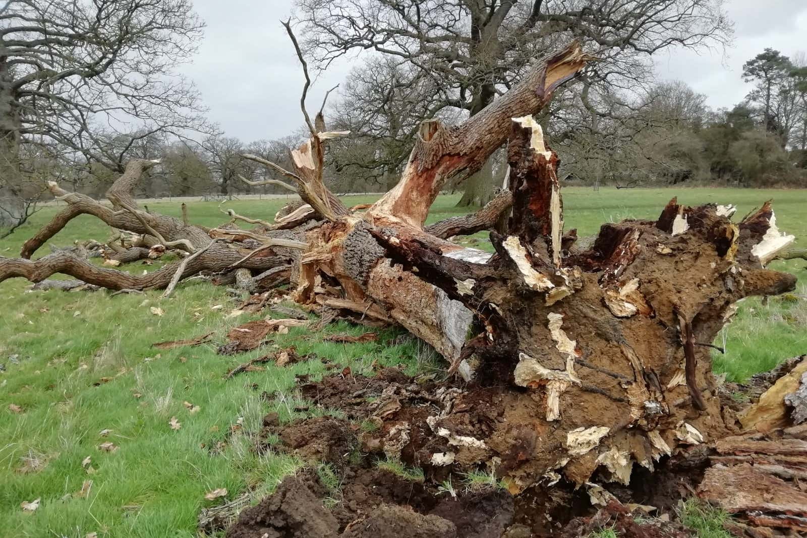 Storm Eunice damage at Ickworth (National Trust Images/PA)