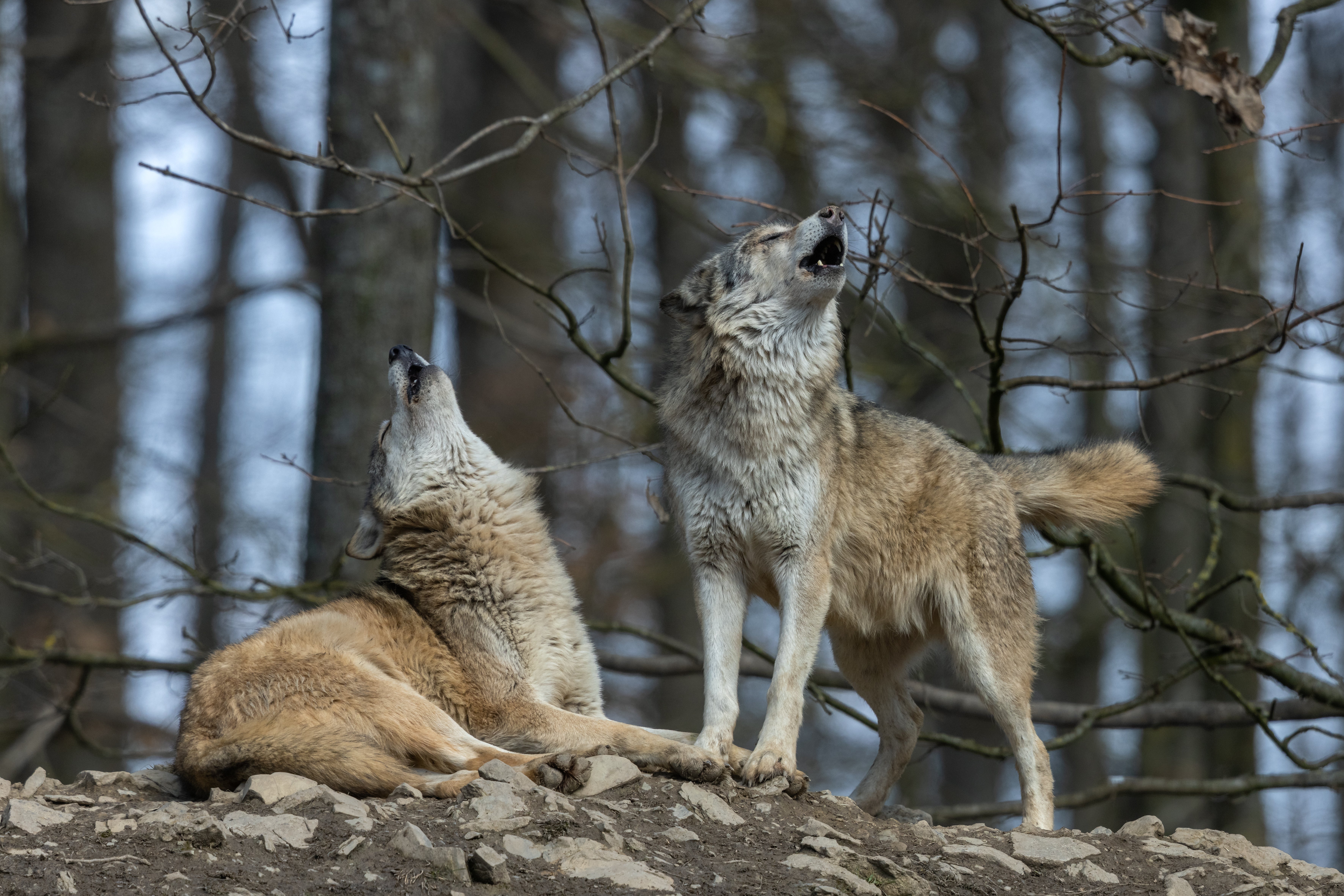 Human culture has made the wolf the repository of all our fears of nature, from the devouring wolf in Red Riding Hood to the demonic werewolves in movies