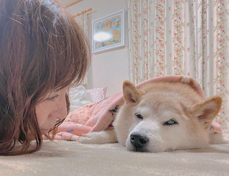 Kobusu, the internet-famous shiba inu who inspired dogecoin, is critically ill with leukemia