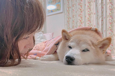 Famed Shiba Inu dog who inspired ‘doge’ meme is critically ill with leukemia: ‘Get well soon Kabosu’