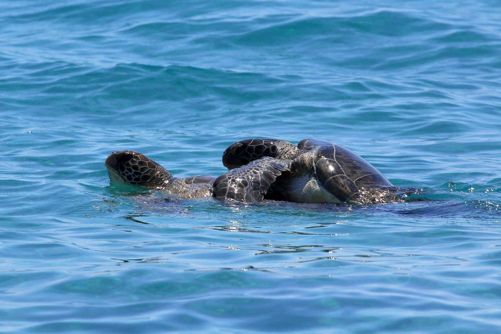 Green turtles are thriving in Episkopi (MoD/PA)