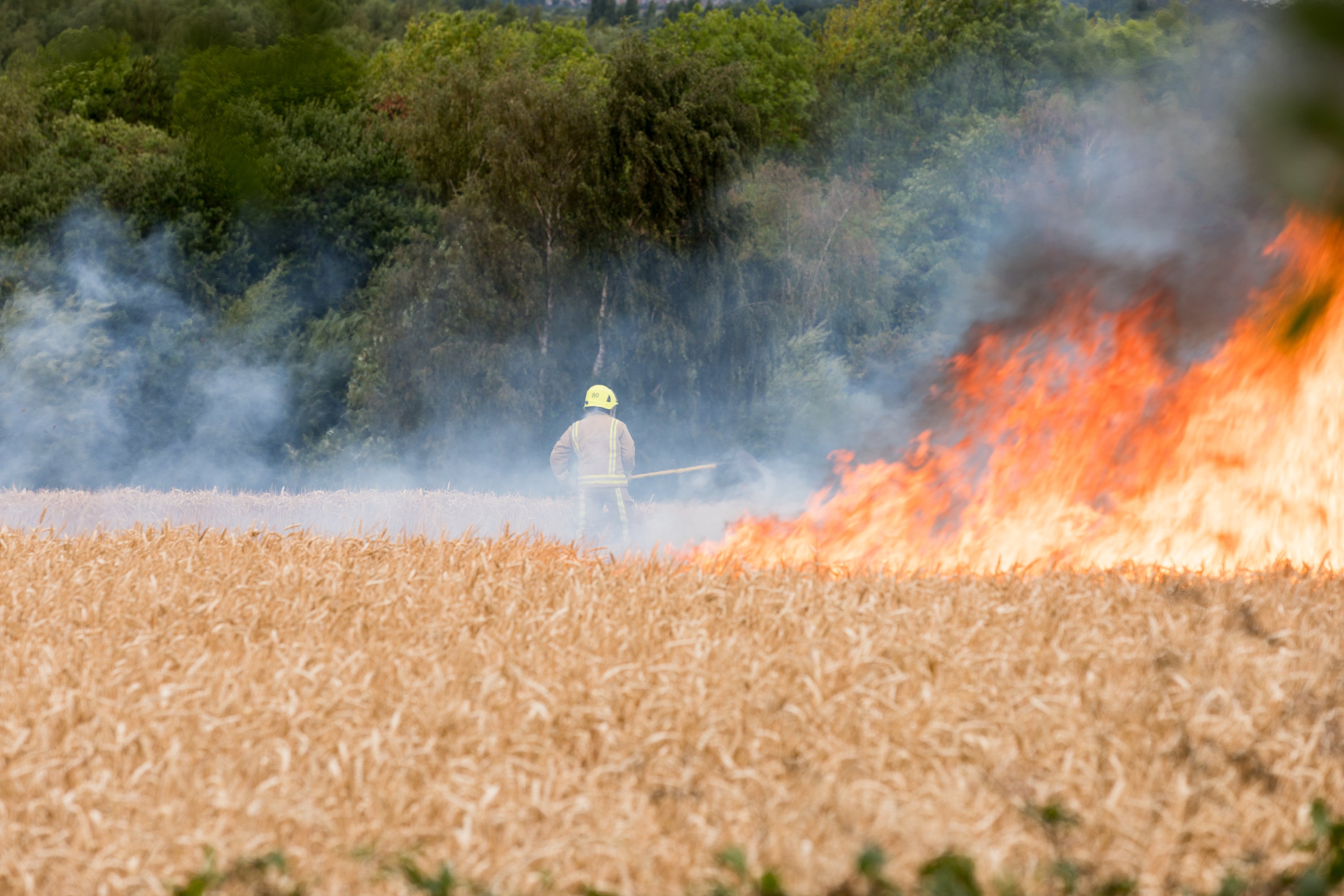 Heatwaves this summer caused raging wildfires