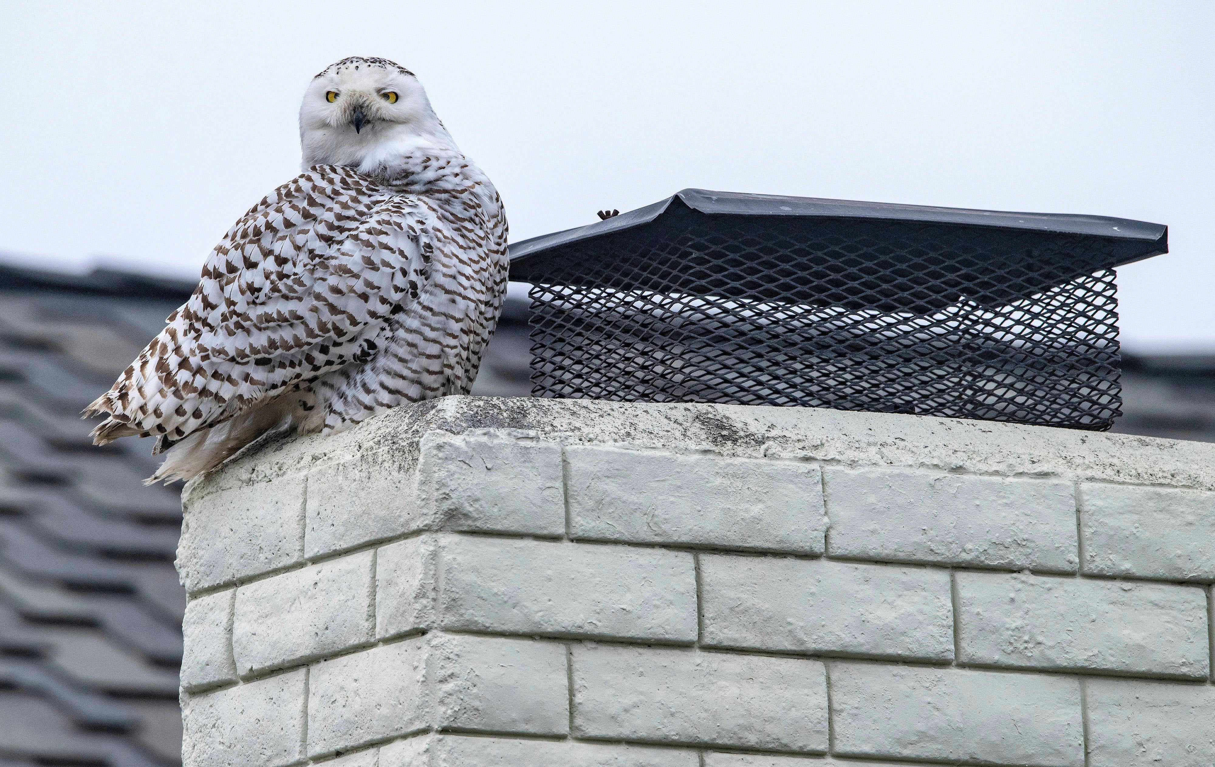 APTOPIX Snowy Owl Southern California
