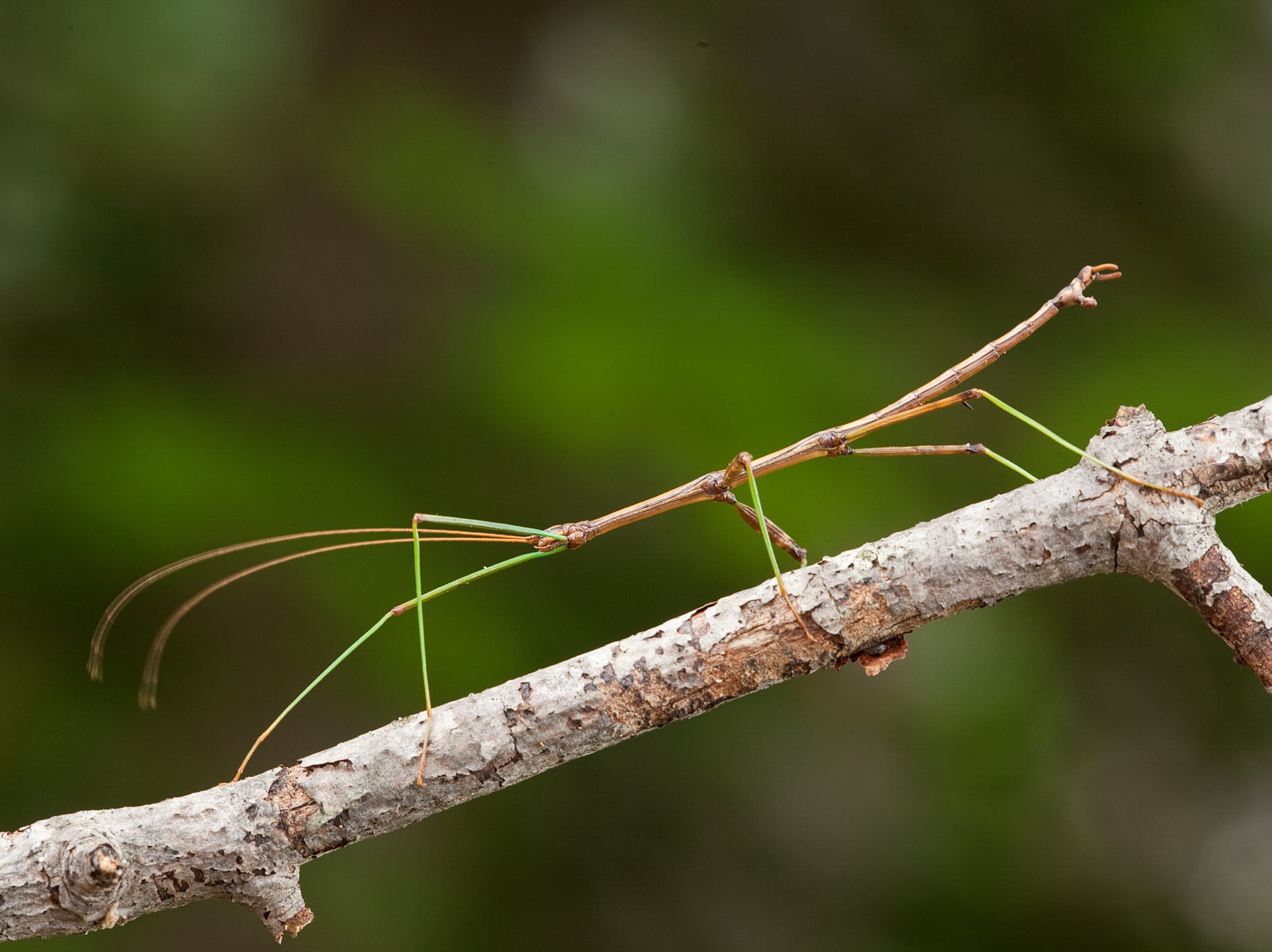 A walking stick insect walking along a tree branch