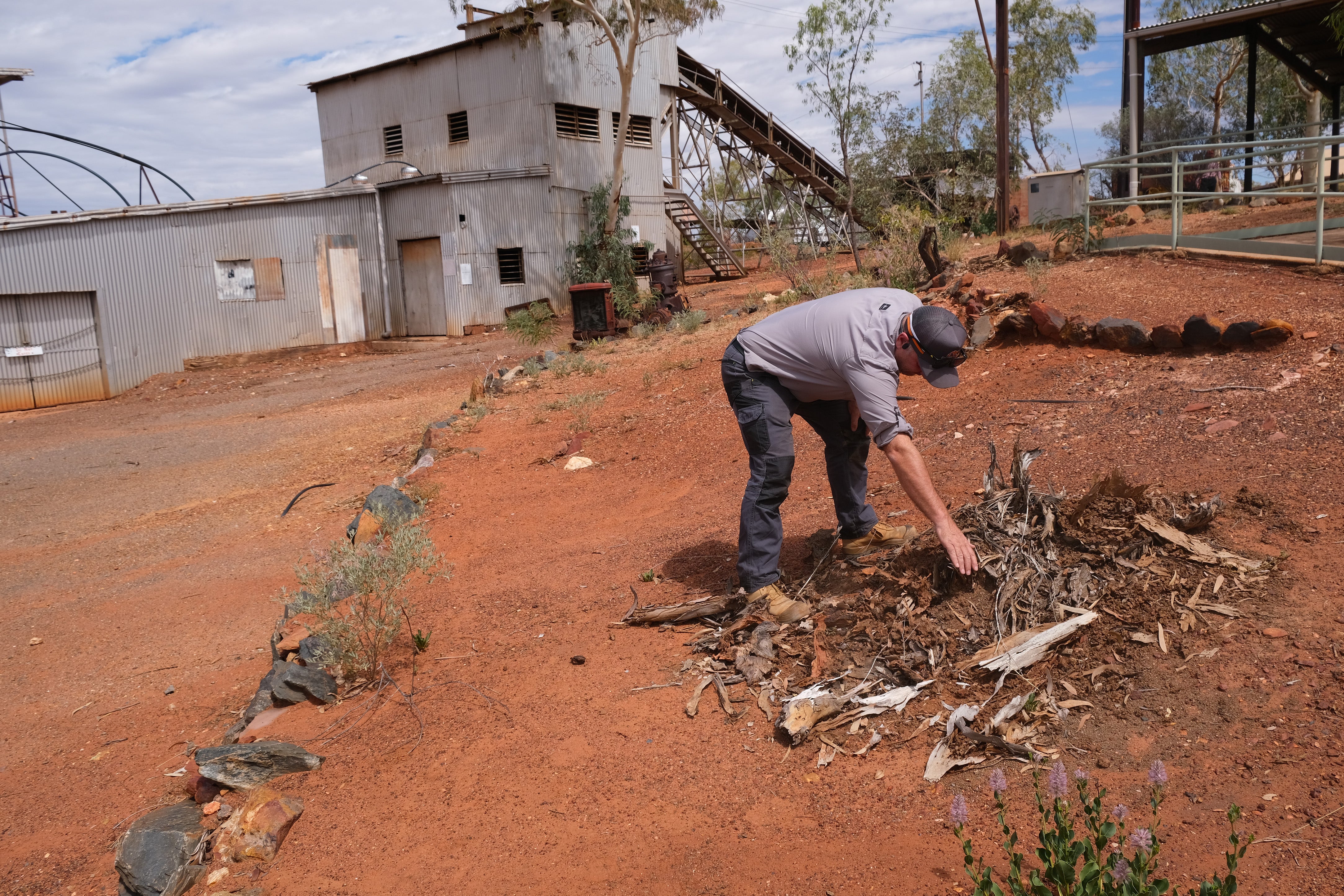 Chris Cook examines a tree stump devoured by giant northern termites in the town of Tennant Creek