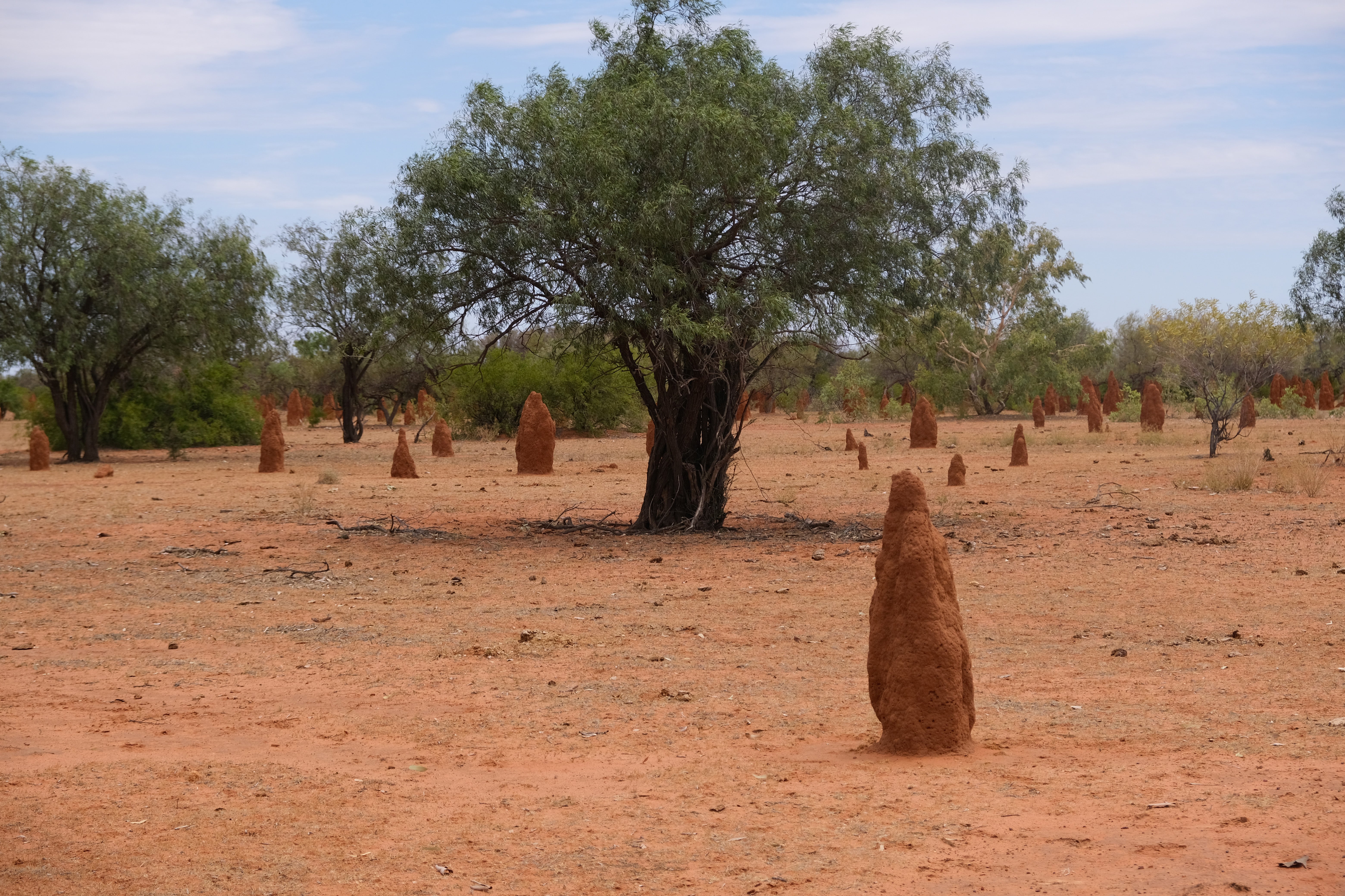 Termite mounds stretch into the distance on either side of Stuart Highway