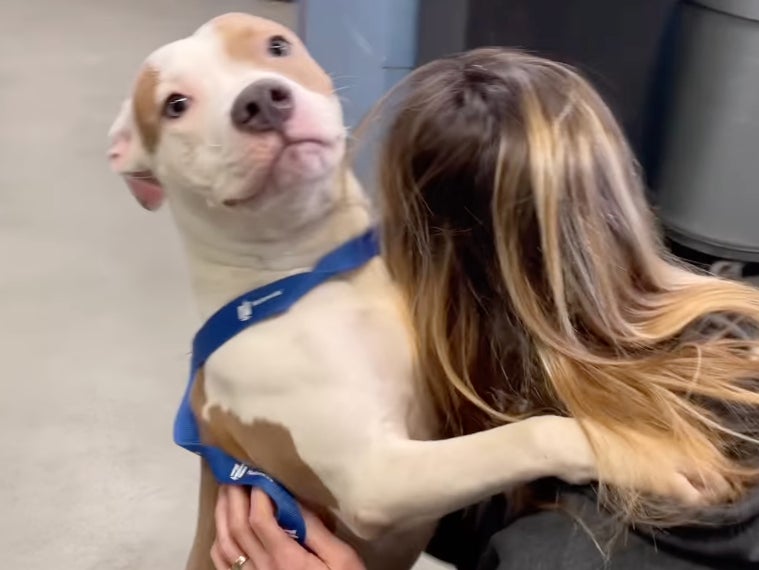 A dog was left at an airport in Iowa after an owner was told that he couldn’t be taken on the flight