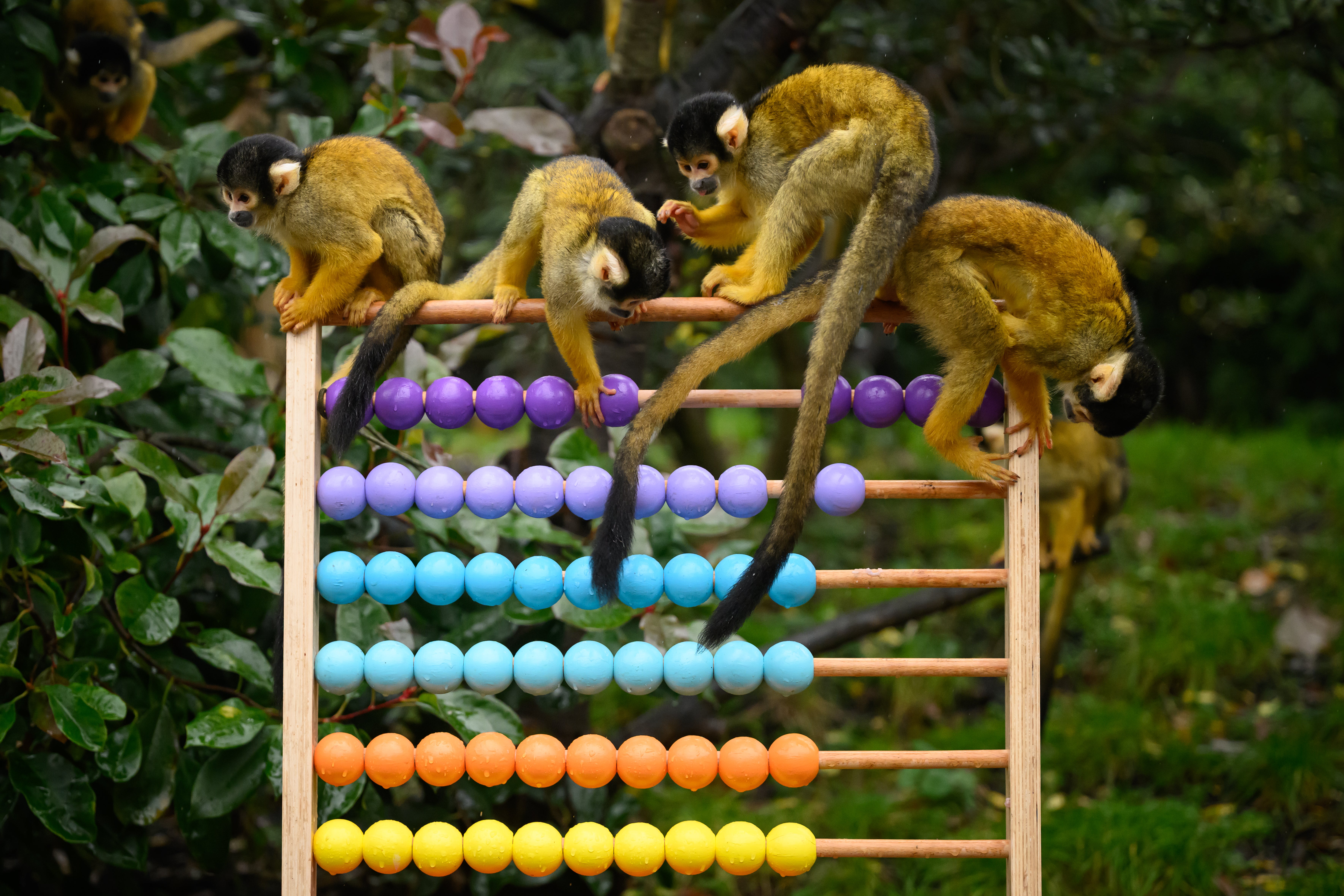 Squirrel monkeys climb on an abacus during a photocall to illustrate the annual stocktake at London Zoo