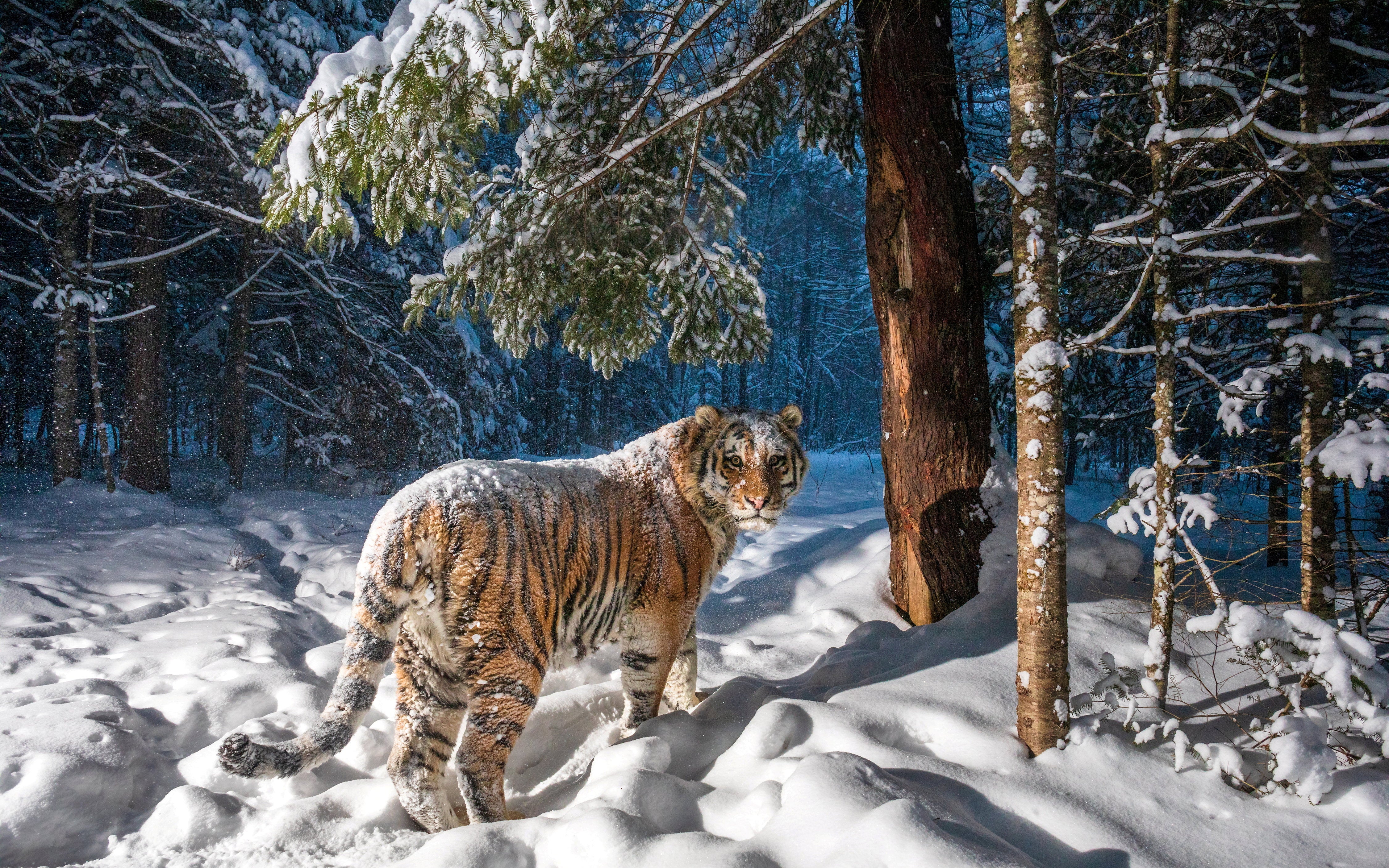 The hidden camera captures Siberian tiger Amur