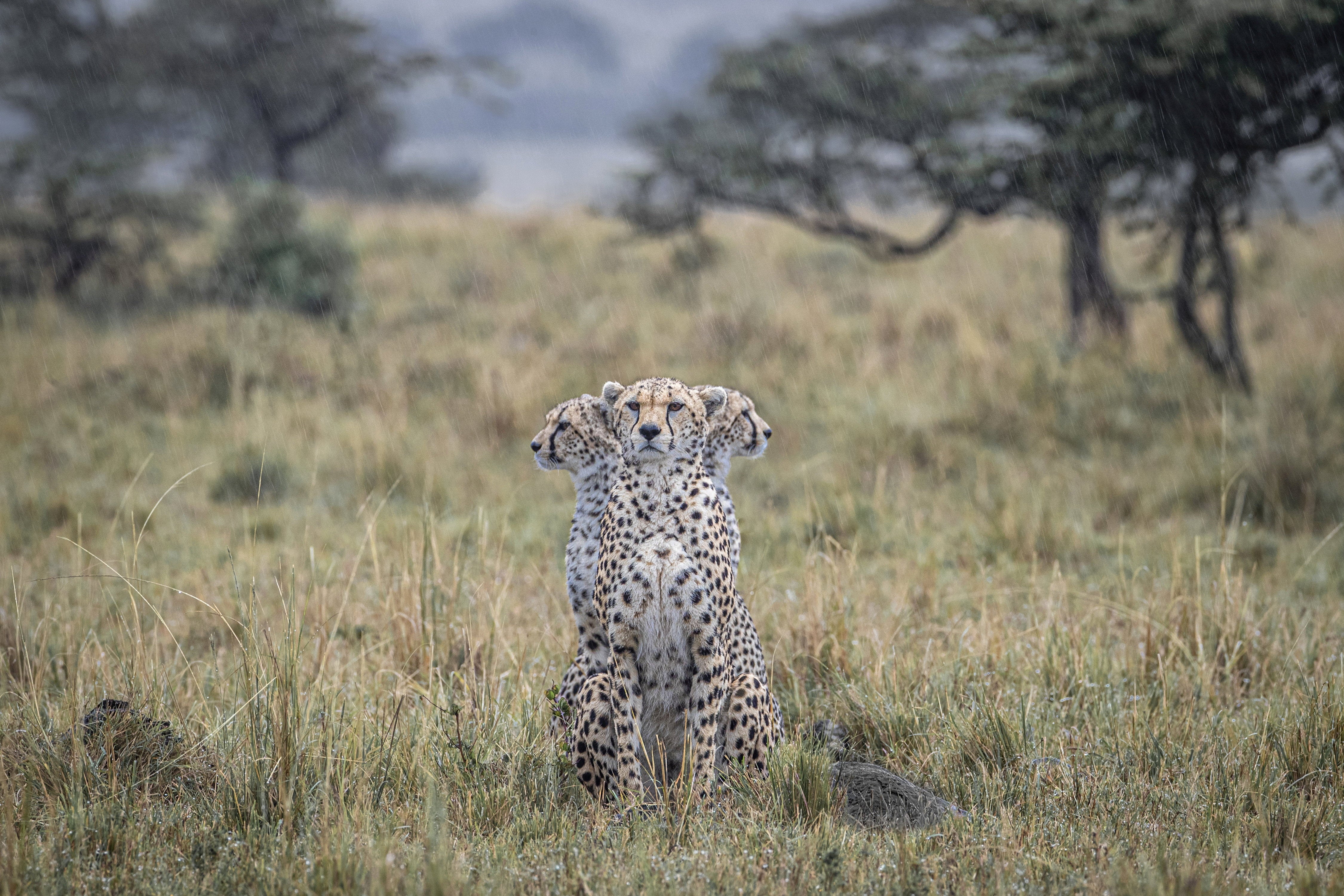 Wildlife photographer Paul Goldstein spotted a quirky moment with three cheetahs in the Masai Mara, Kenya