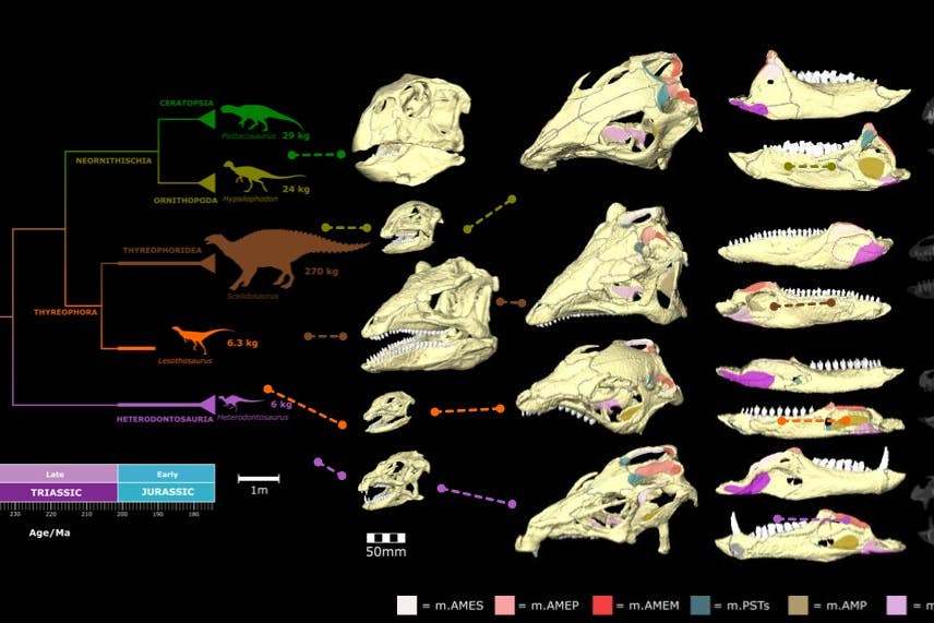 Plant-eating dinosaurs may have evolved to have different ways of eating their food despite having a similar diet, research suggests (David Button/Natural History Museum/PA)