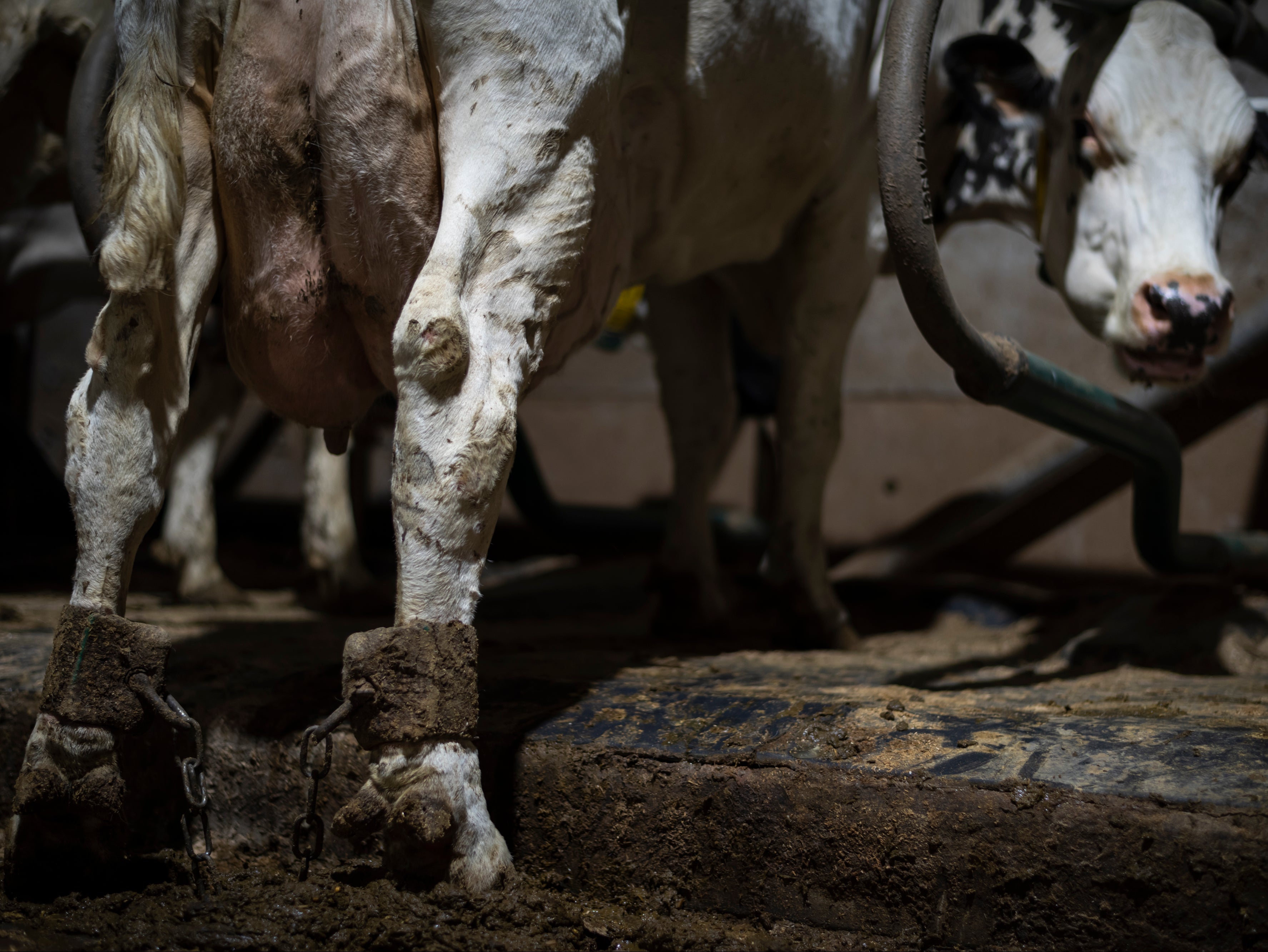 The farmer said shackles were used when cows had been injured