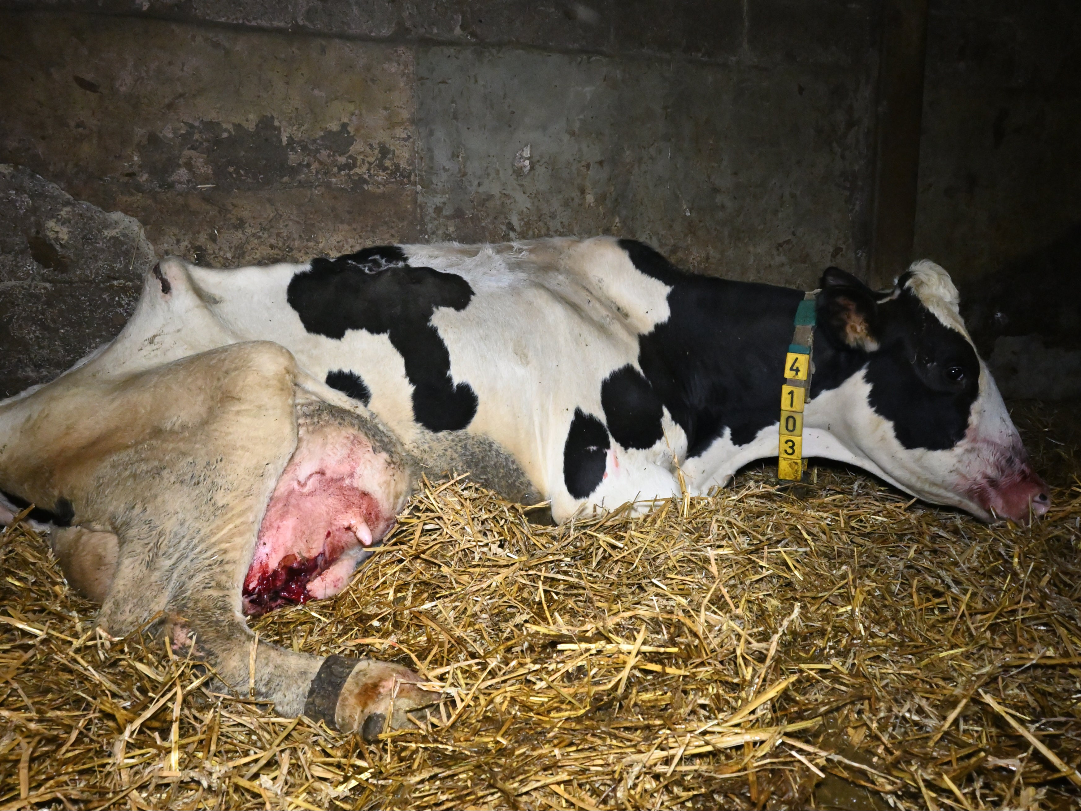 Some cows were ‘emaciated’ and had wounded udders