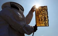 World’s first vaccine for honey bees gets US government approval