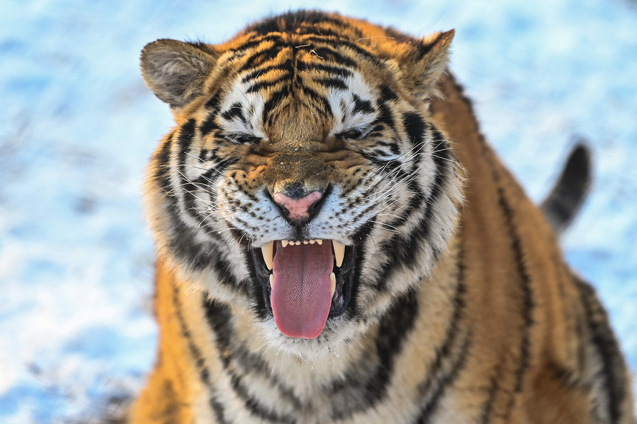 A Siberian tiger roars at the Siberian Tiger Park in Harbin, China