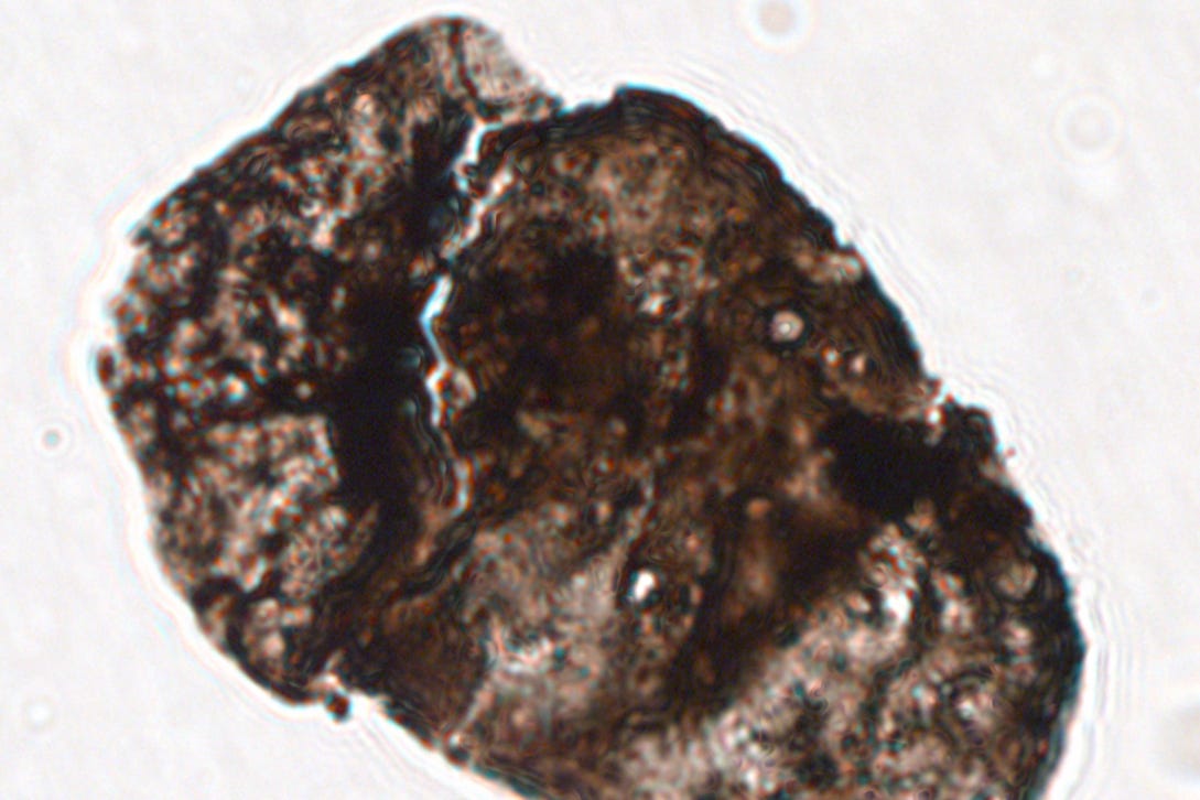 Alisporites tenuicorpus, the pollen grain used in the study (Prof Liu Feng/ Nanjing Institute of Geology and Palaeontology/PA)