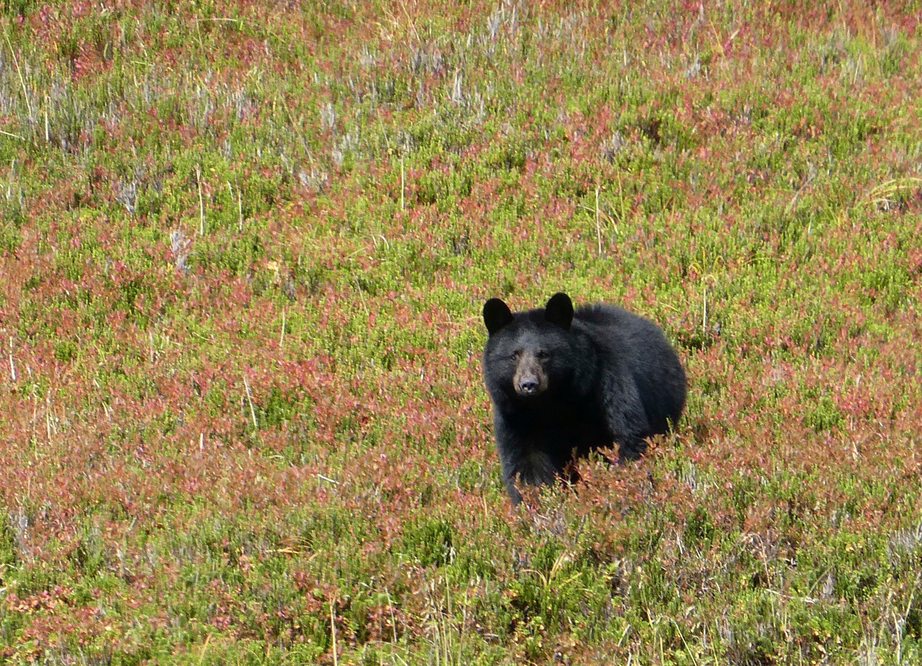 Alaska-Bear Baiting