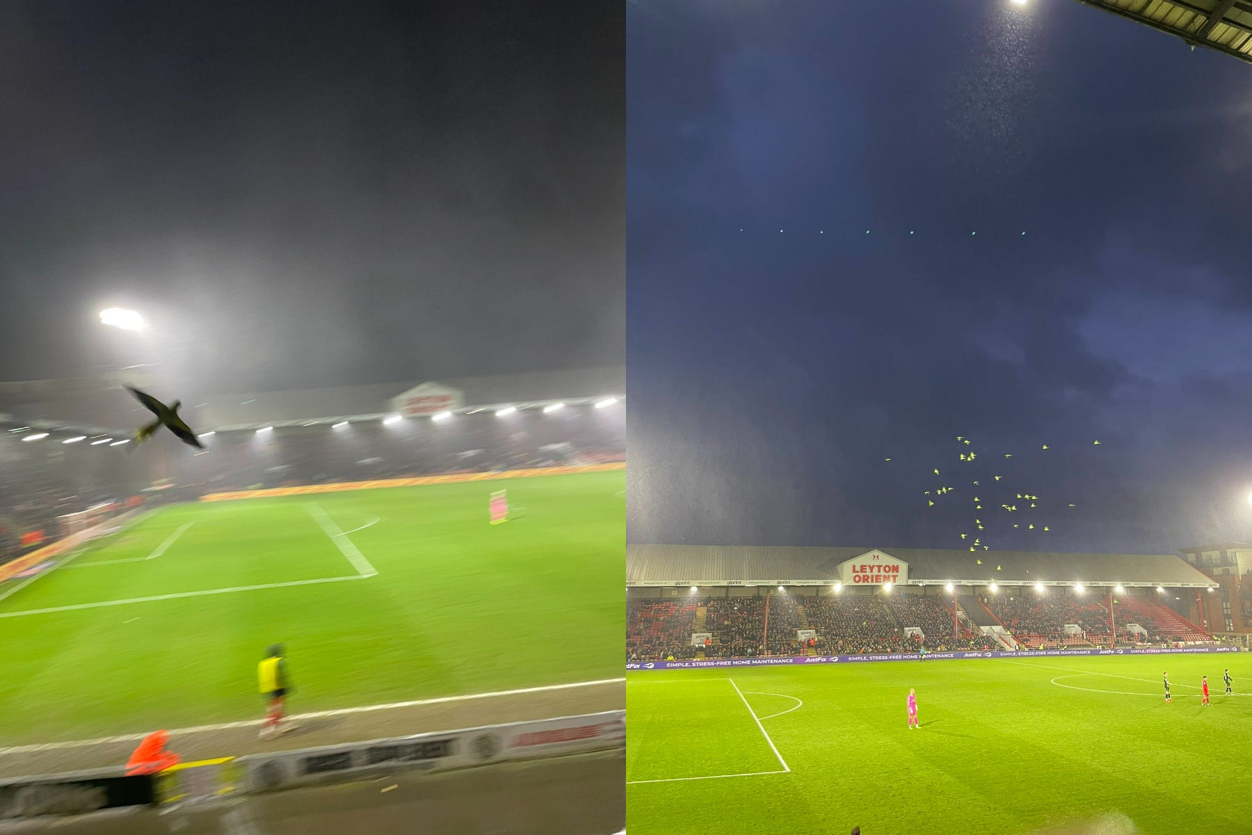 Around 50 parakeets were seen flying over the stadium for several minutes (@nedoconnor/Twitter)