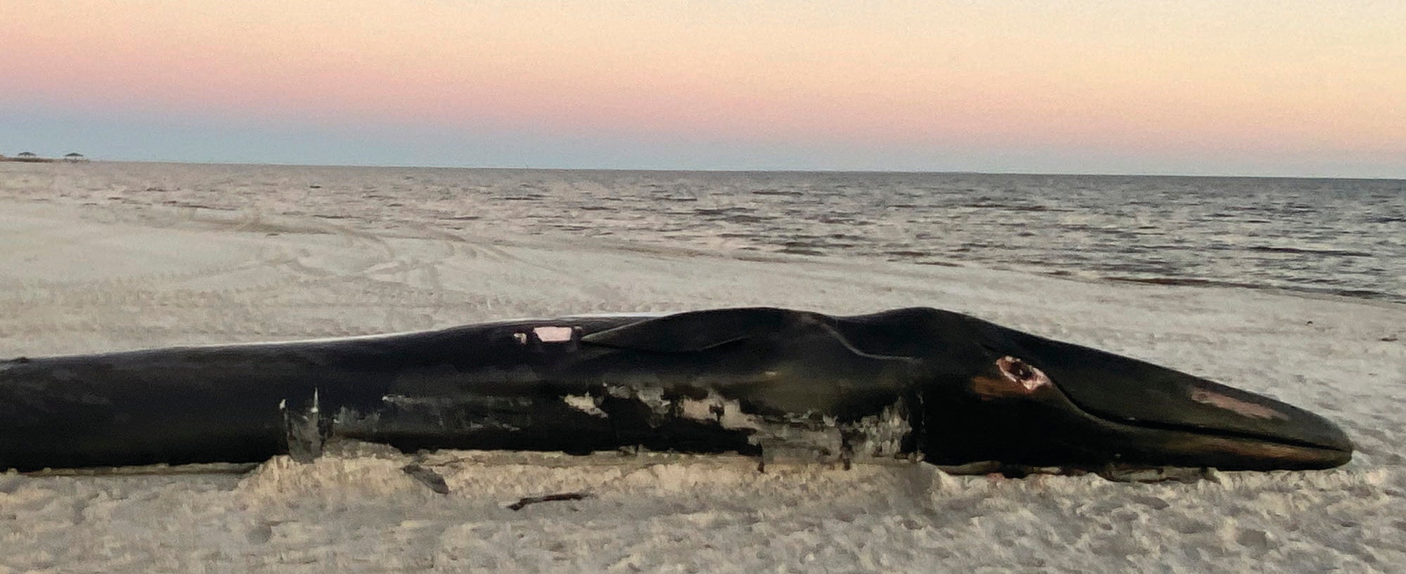 Dead Whale Mississippi