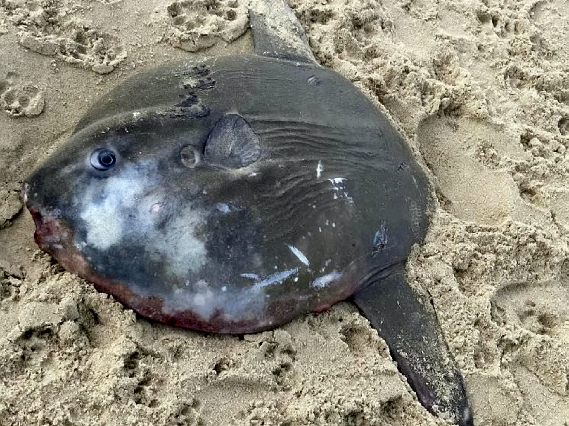 Upon inspection, it became clear it was a dead sunfish - the largest bony fish in the world