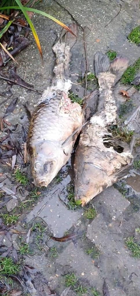 The grey seal has snacked on dozens of carp, bream and catfish since arriving on 12 December