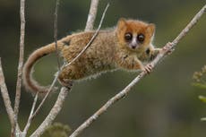 Extinctions ‘may threaten Madagascar’s biodiversity for 23 million years’