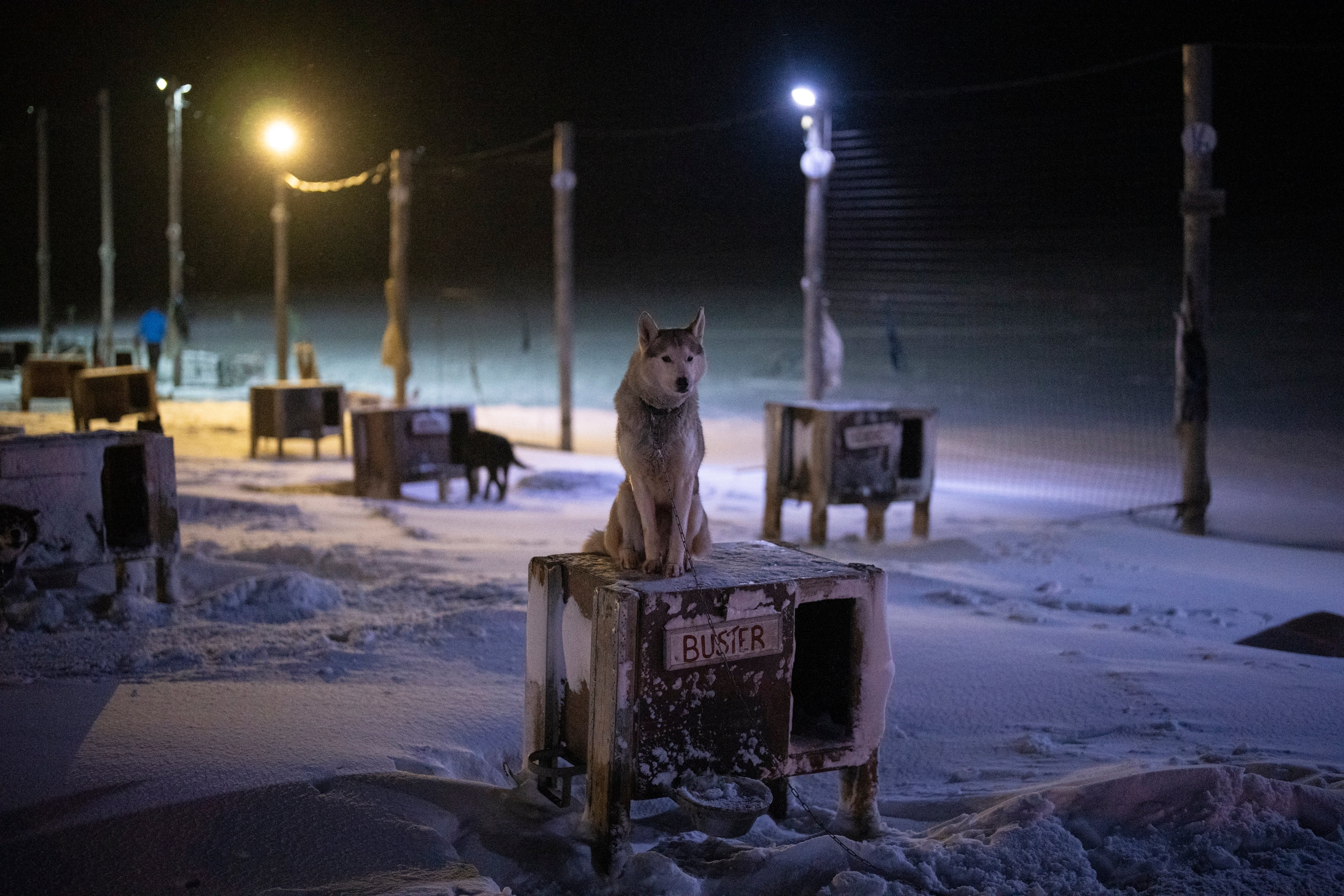 In Norway, sled dogs train and play in warming Arctic