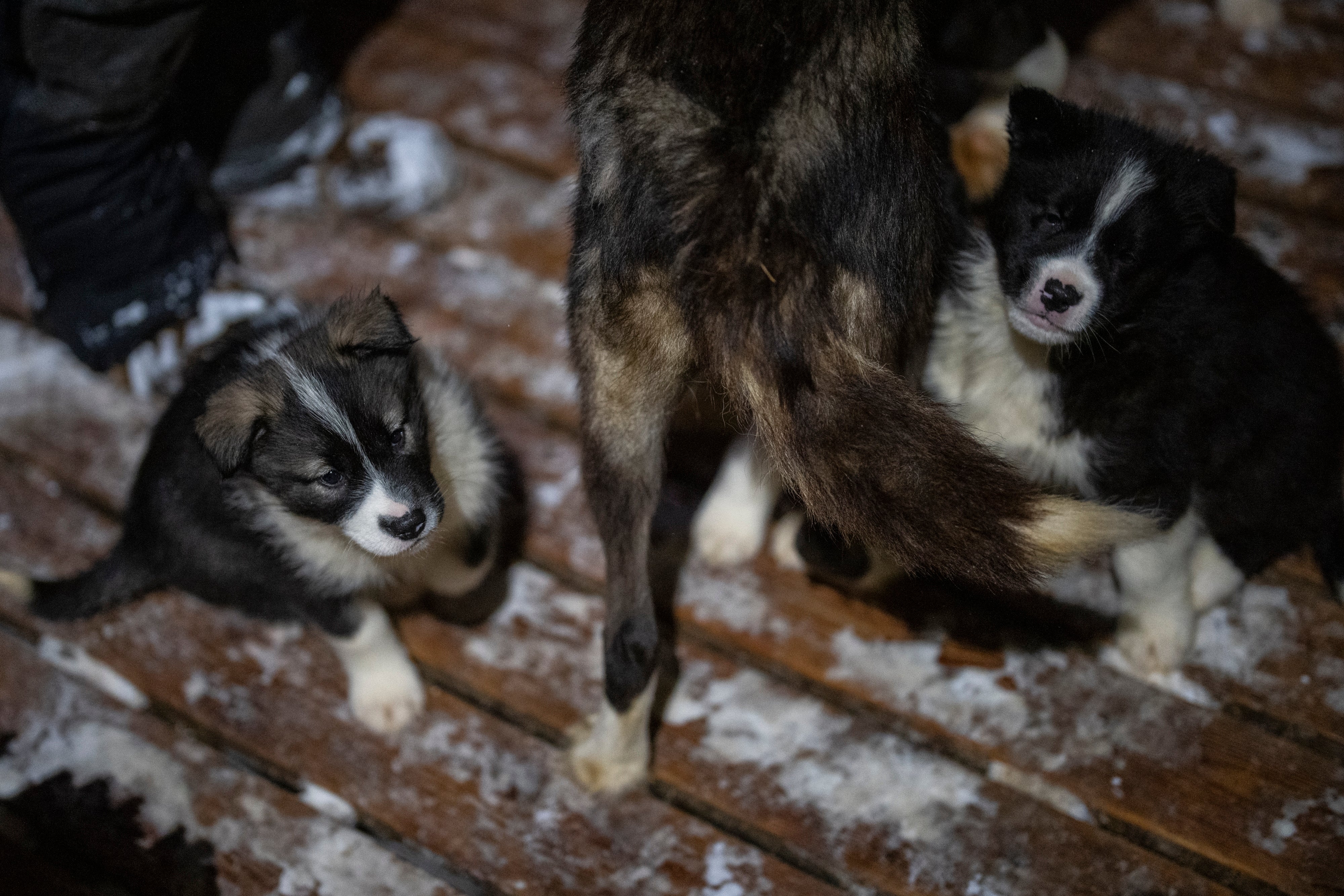 Norwegian Arctic Dog Sledding