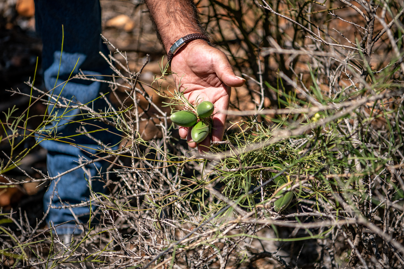 Foraging, wildlife tracking and ‘bush tucker’ are hallmarks of many indigenous-guided experiences