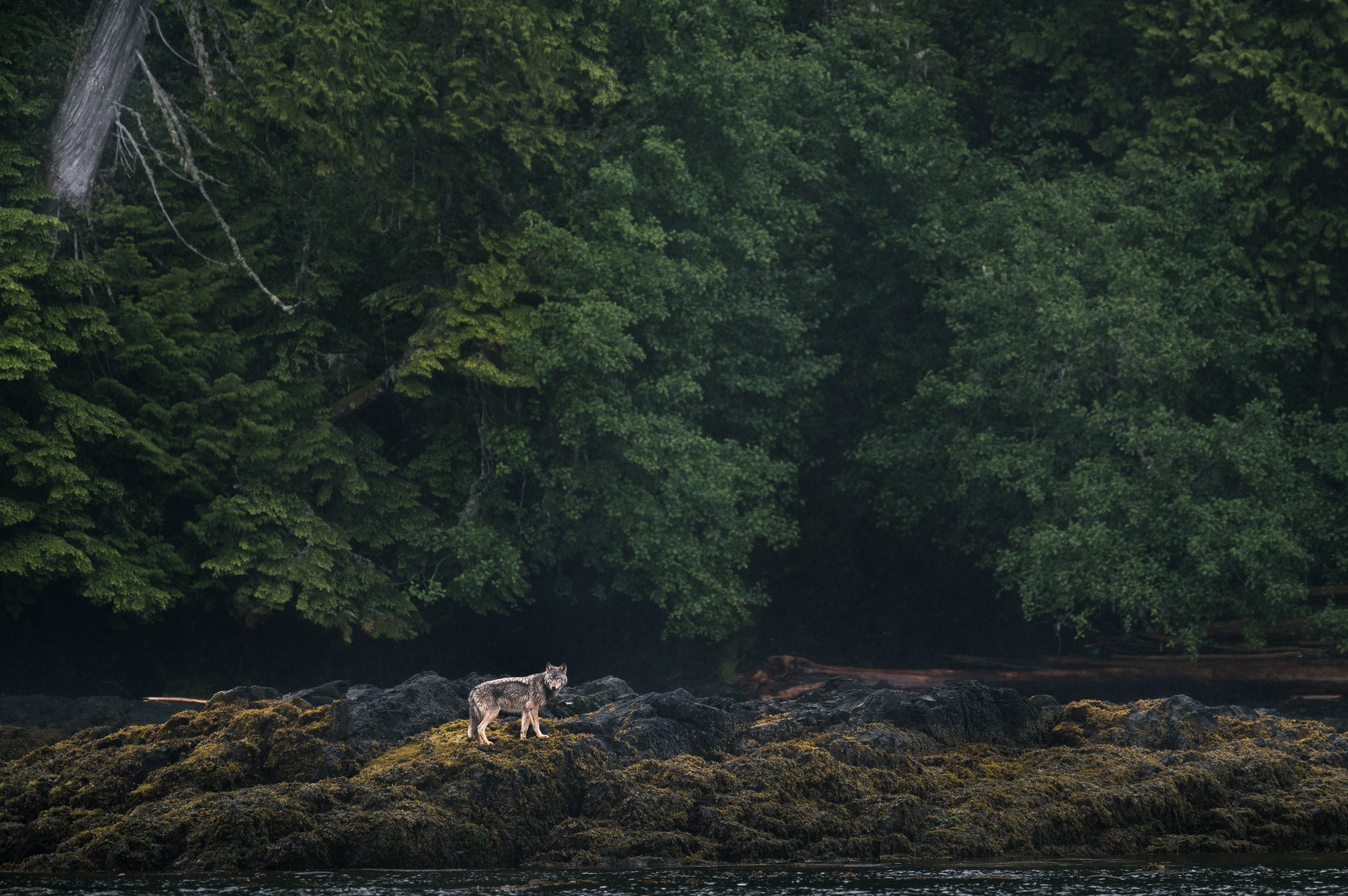 Tracking Canadian wolves is best done on a camp-out with First Nations guides, says Audley Travel