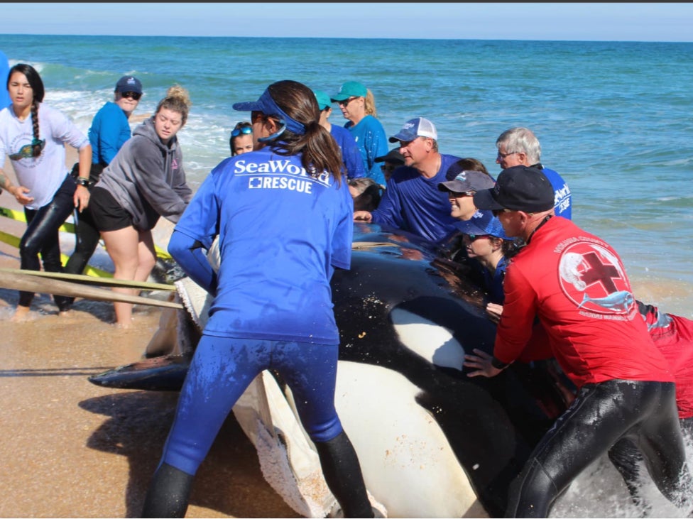 Crews from Hubbs-SeaWorld Research Institute and Flagler County government worked to move the whale