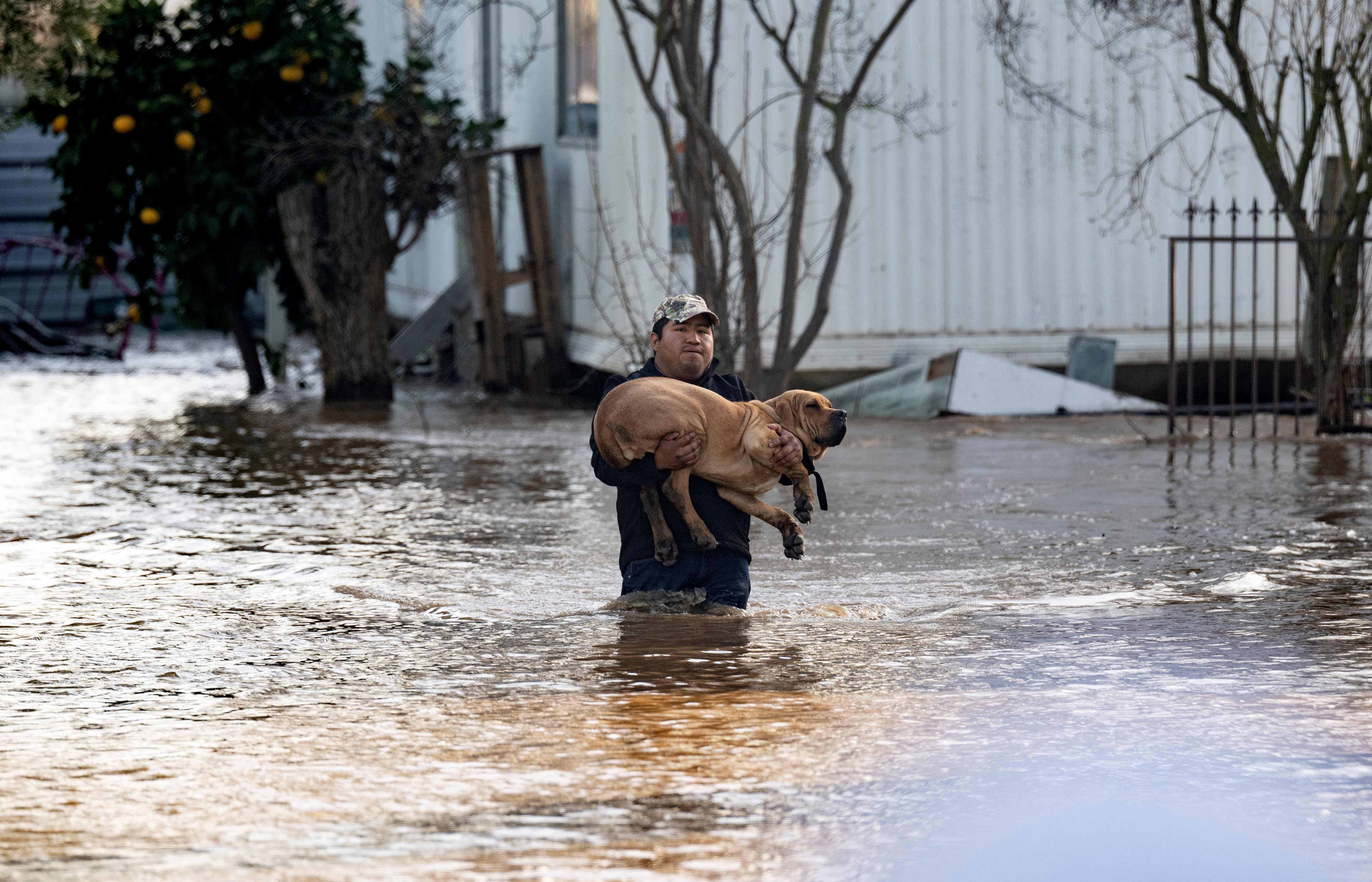 Local resident Fidel Osorio rescues a dog from a flooded home in Merced, California