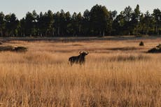 Zimbabwean activists call for government to set up environmental courts