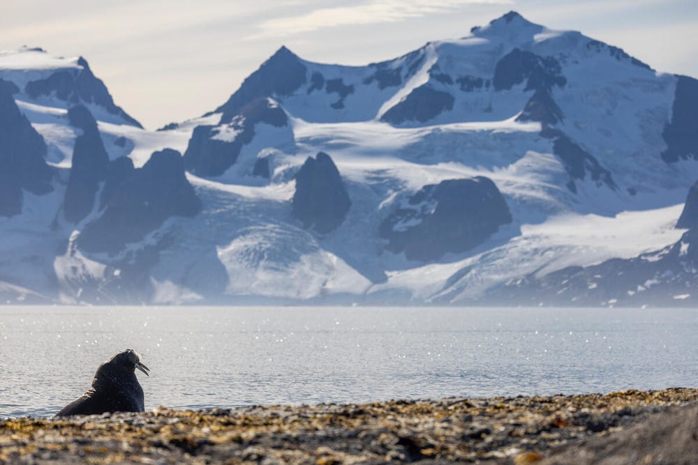 A haul-out of Atlantic walrus rest on a spit in Svalbard, Norway (Emmanuel Rondeau/WWF UK/PA)