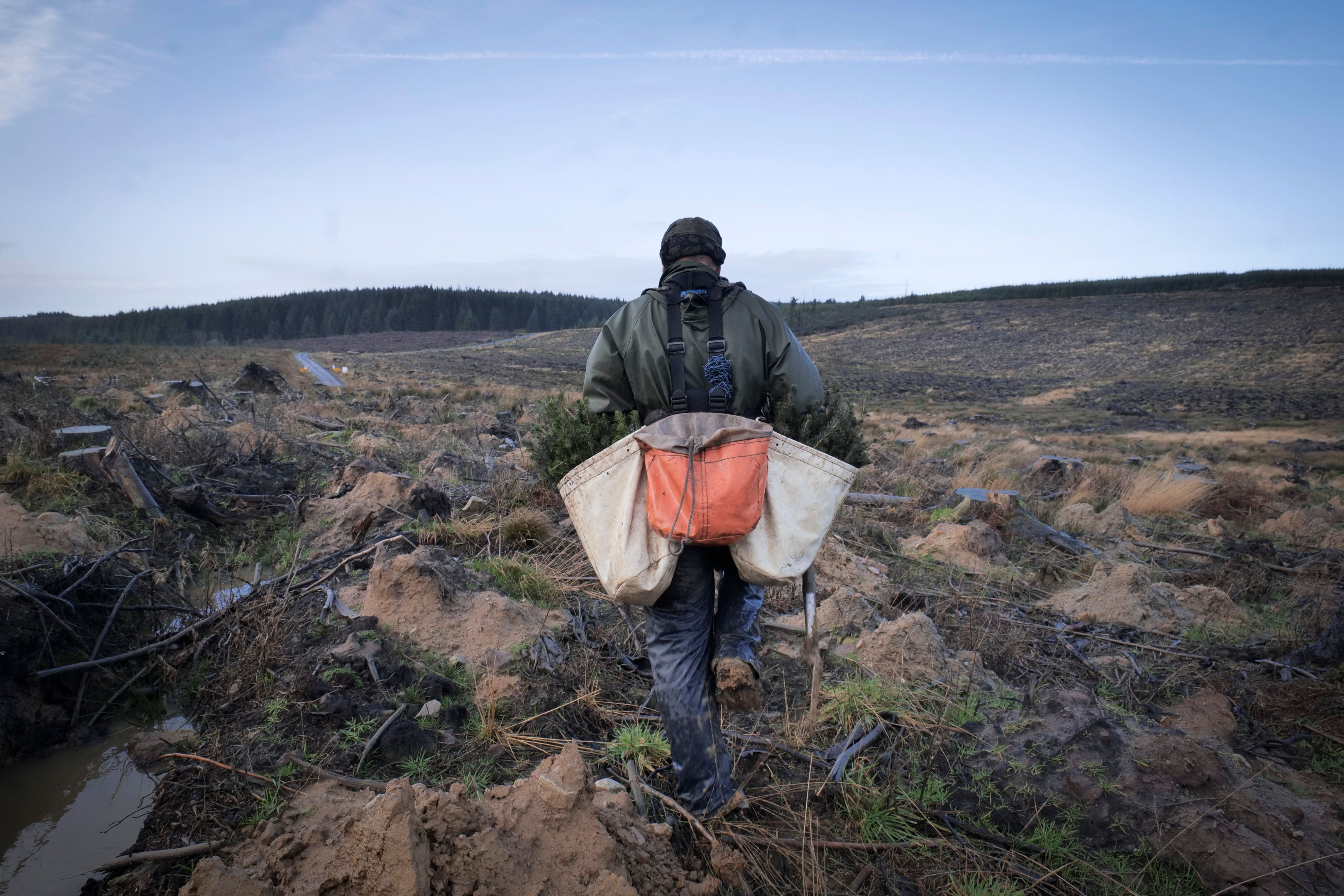 An experienced worker can plant 2,000 trees a day (Mark Pinder/Forestry England/PA)